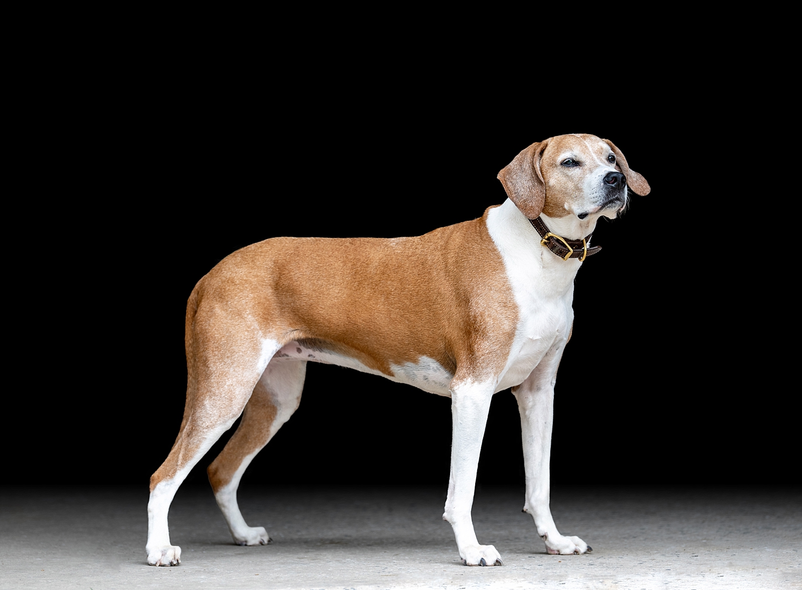 Equine fine art portraits in Atlanta. Atlanta horse photographer takes photos of dog on a black background.