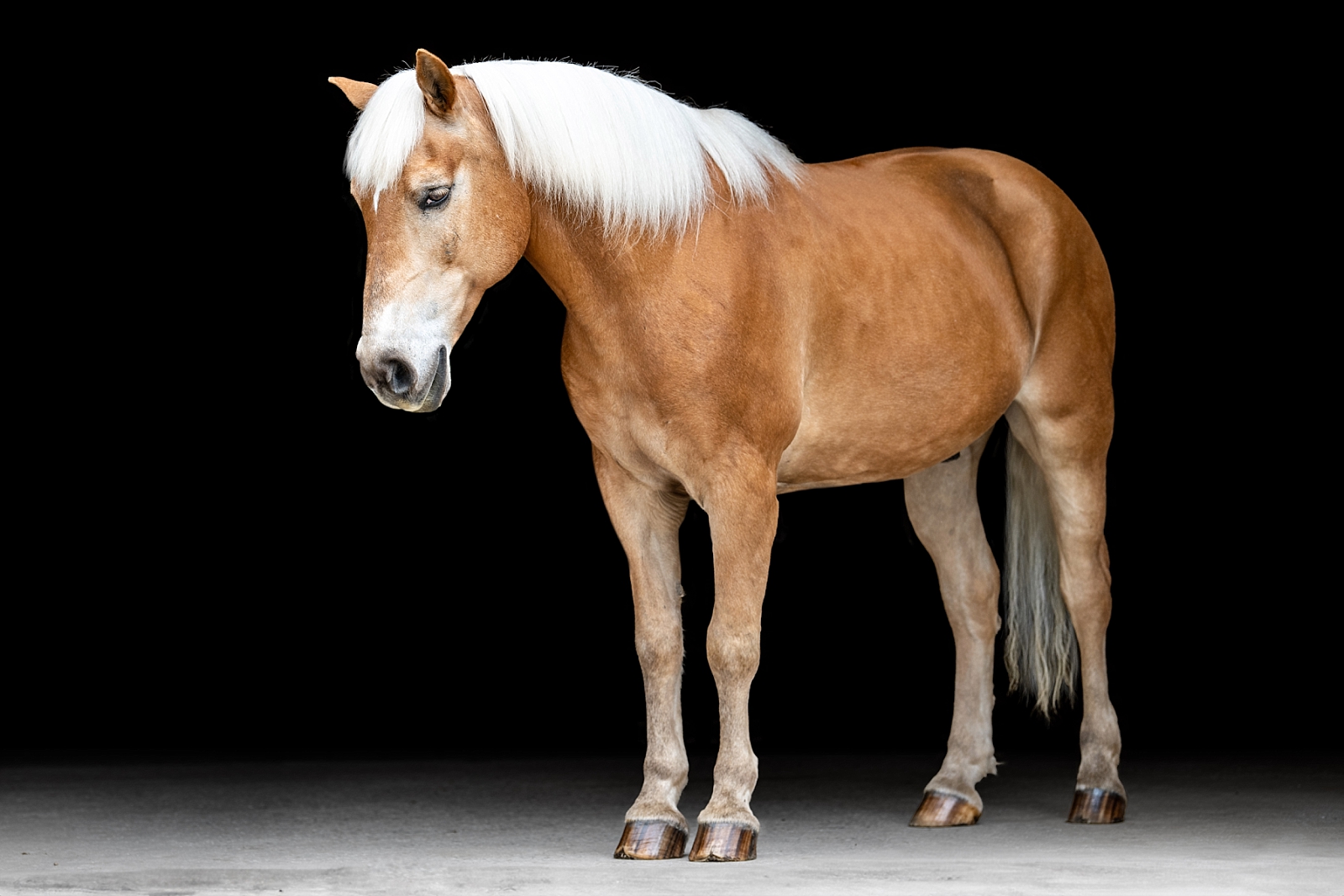 Equine fine art portraits in Atlanta. Atlanta horse photographer takes photos of Haflinger gelding on a black background.