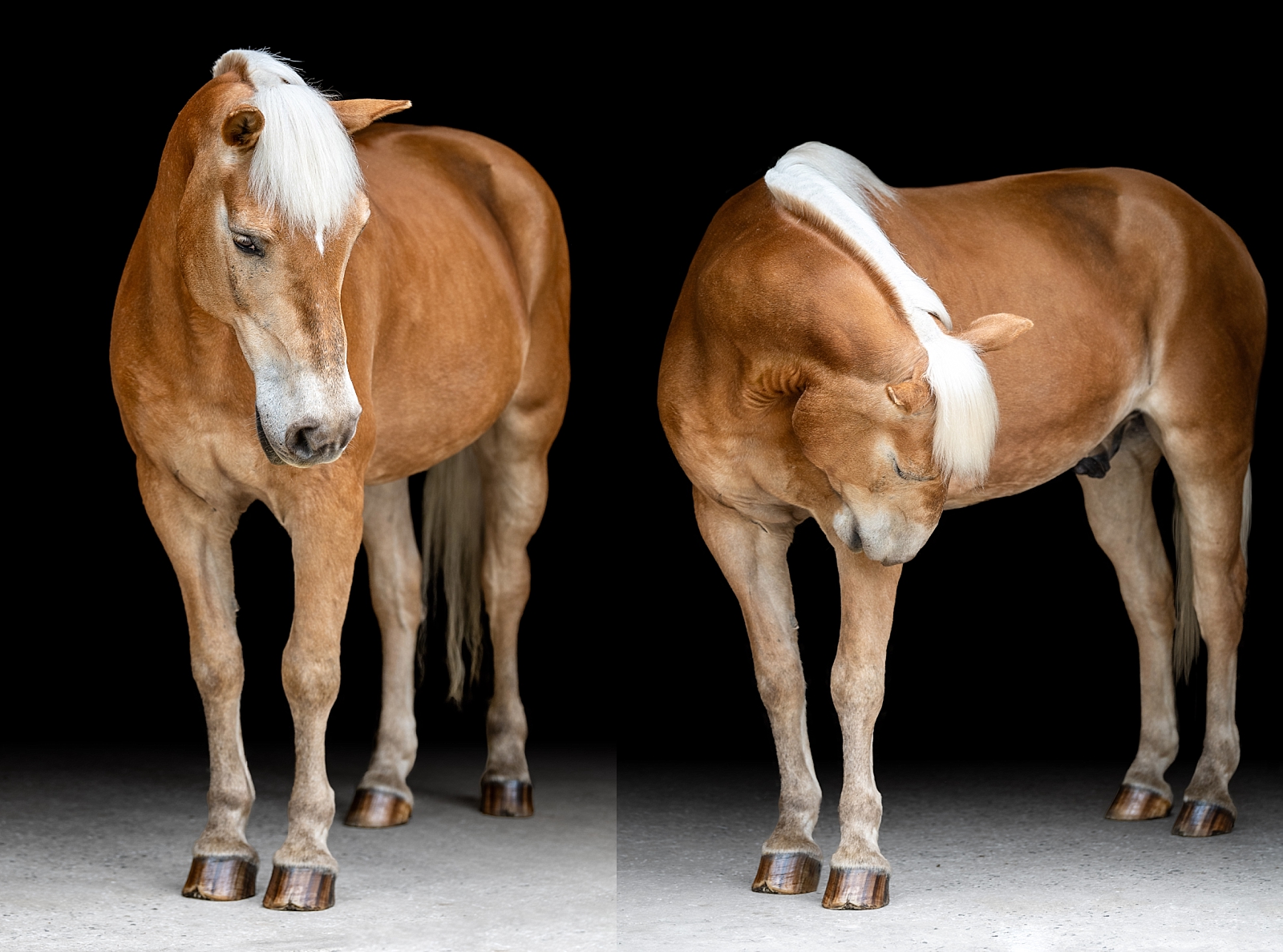 Equine fine art portraits in Atlanta. Atlanta horse photographer takes photos of Haflinger gelding on a black background.