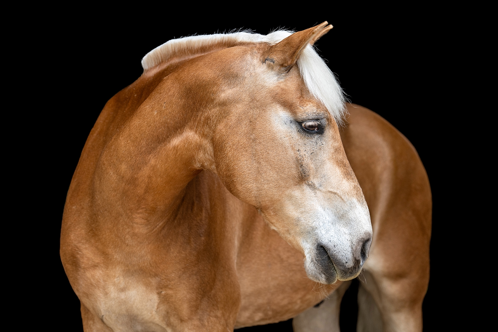 Equine fine art portraits in Atlanta. Atlanta horse photographer takes photos of Haflinger gelding on a black background.