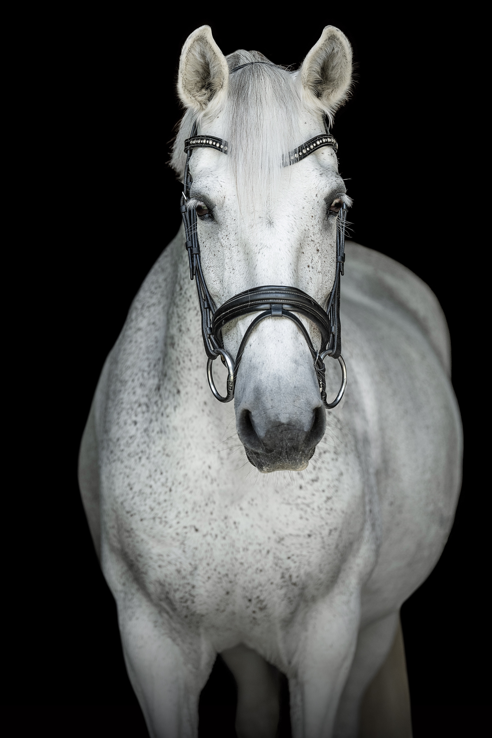 Equine photographer near Nashville, Tennessee takes fine art photos of dressage sporthorse mare. Grey horse black background. Horse Photographer in Tennessee.