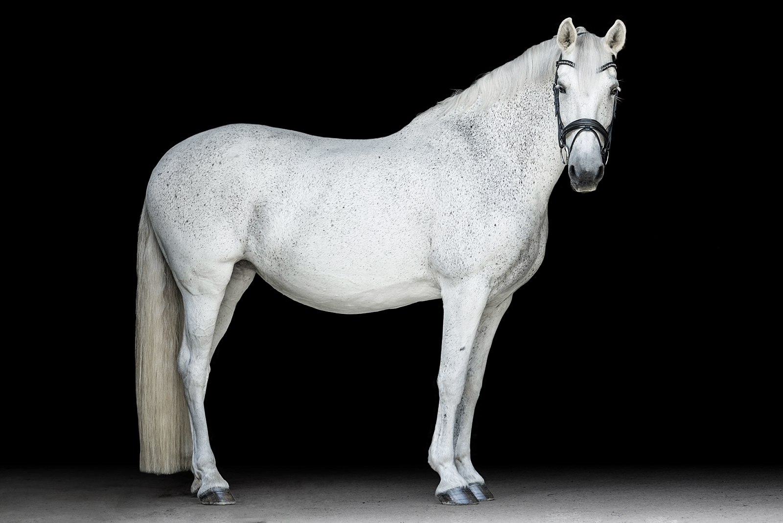 Equine photographer near Nashville, Tennessee takes fine art photos of dressage sporthorse mare. Grey horse black background. Horse Photographer in Tennessee.