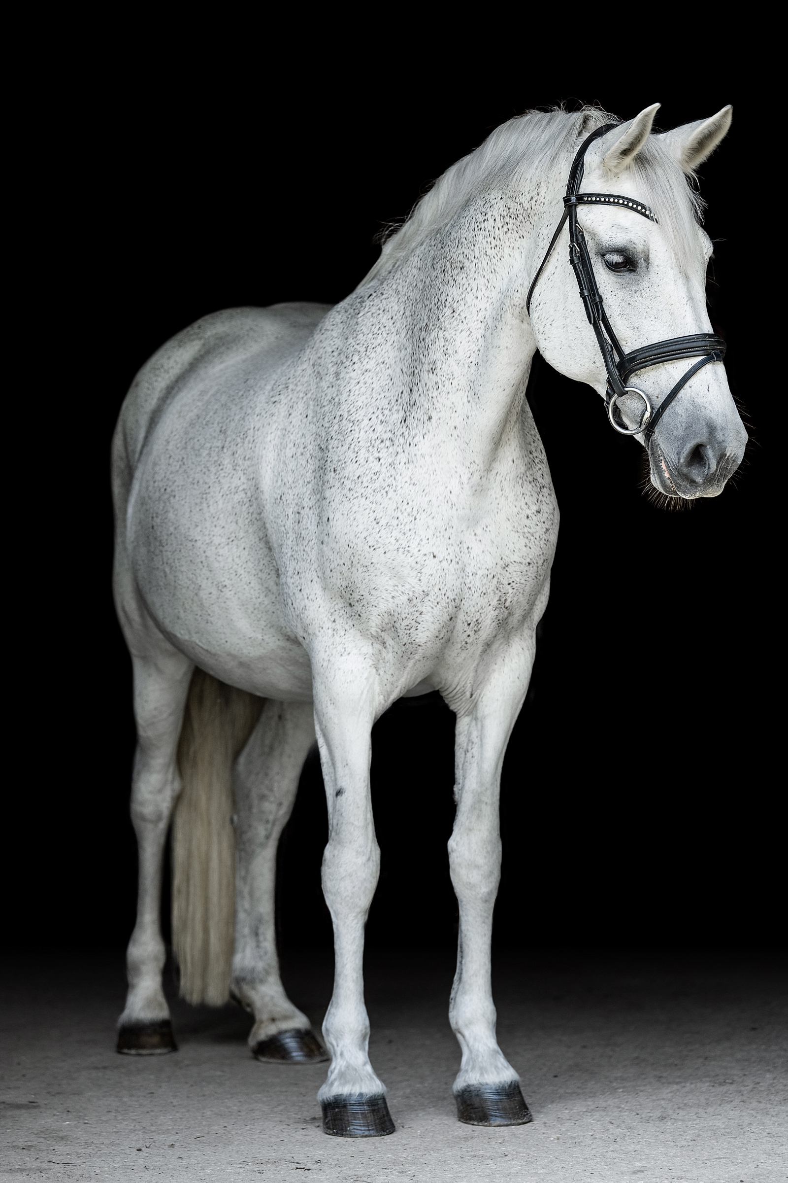 Equine photographer near Nashville, Tennessee takes fine art photos of dressage sporthorse mare. Grey horse black background. Horse Photographer in Tennessee.