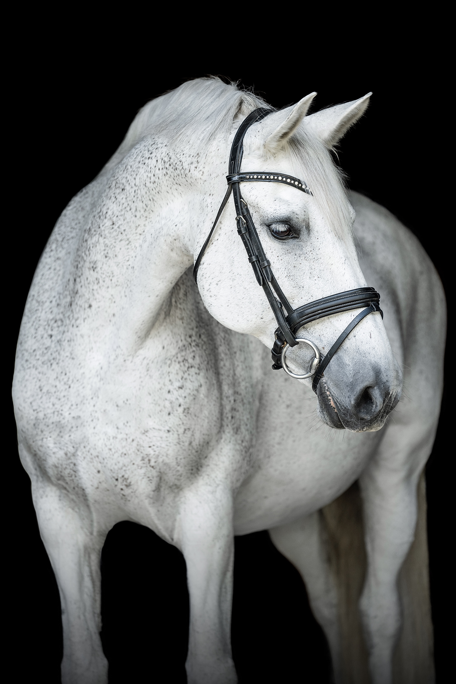 Equine photographer near Nashville, Tennessee takes fine art photos of dressage sporthorse mare. Grey horse black background. Horse Photographer in Tennessee.