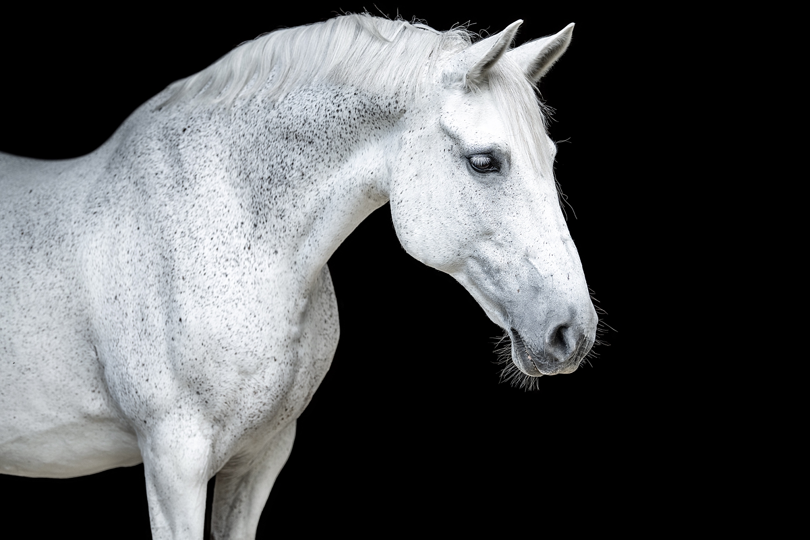 Equine photographer near Nashville, Tennessee takes fine art photos of dressage sporthorse mare. Grey horse black background. Horse Photographer in Tennessee.