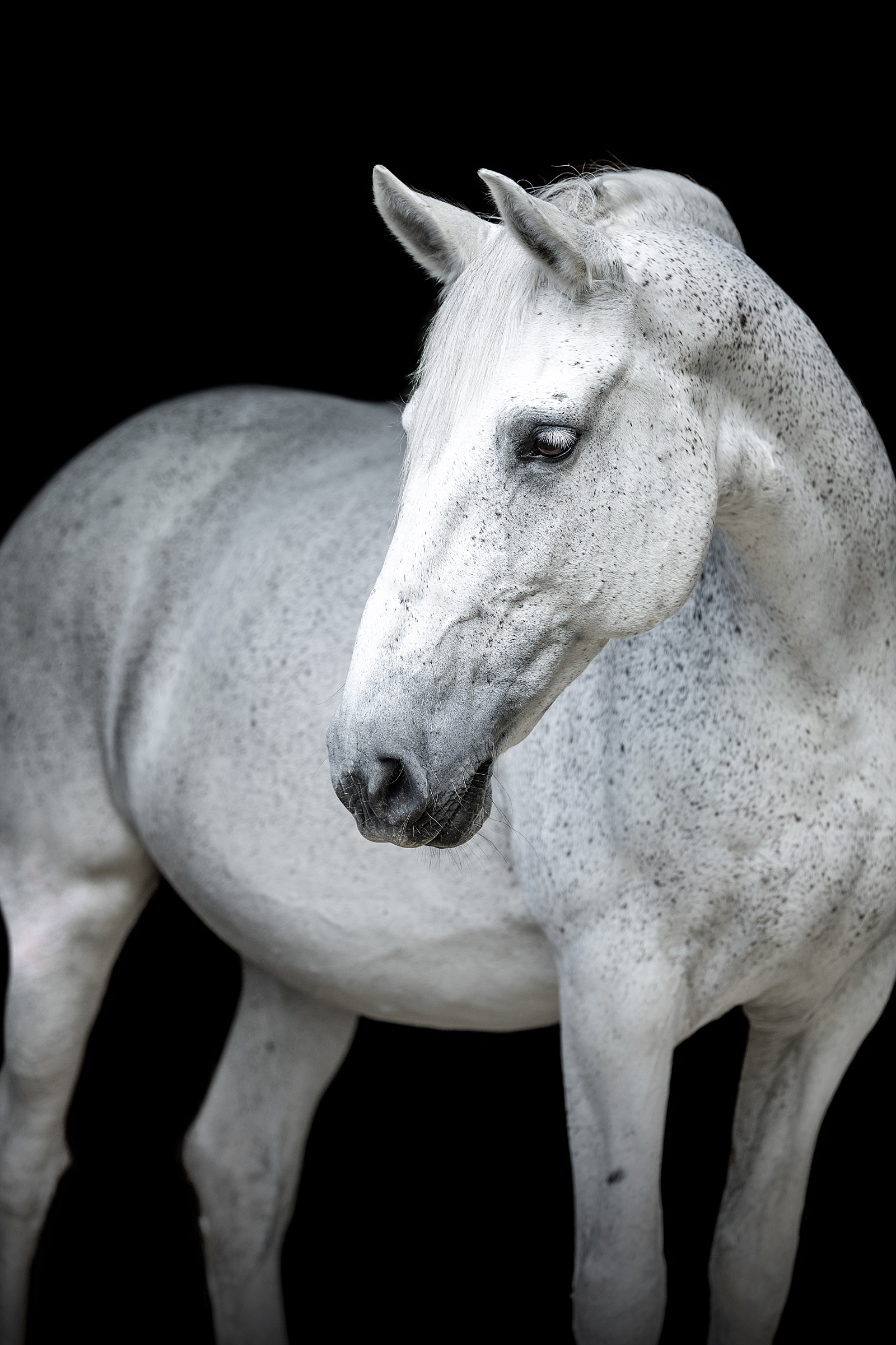 Equine photographer near Nashville, Tennessee takes fine art photos of dressage sporthorse mare. Grey horse black background. Horse Photographer in Tennessee.