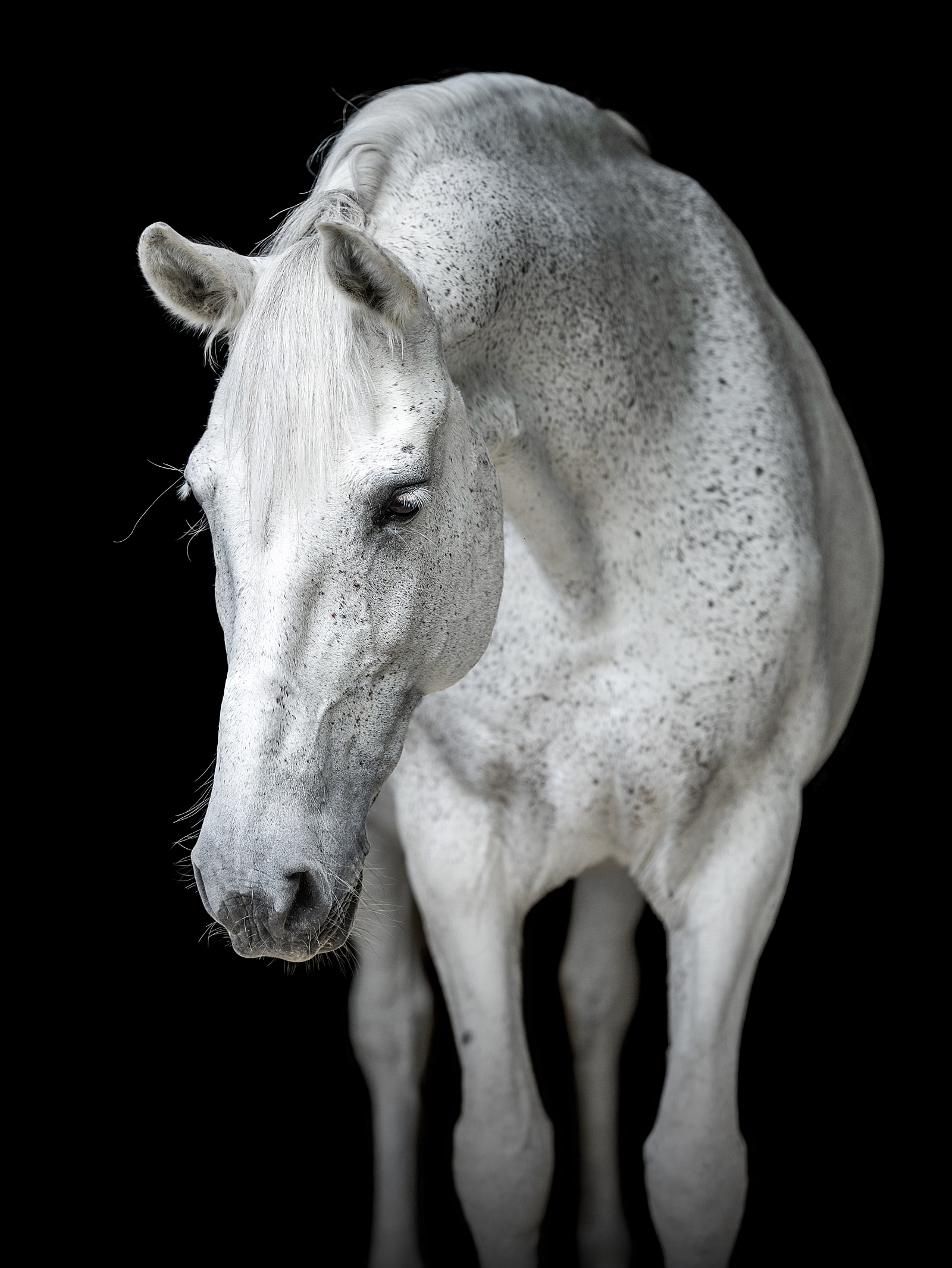 Equine photographer near Nashville, Tennessee takes fine art photos of dressage sporthorse mare. Grey horse black background. Horse Photographer in Tennessee.