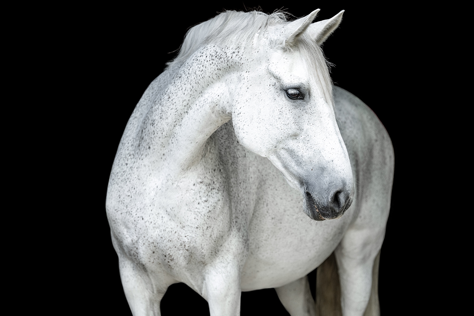 Equine photographer near Nashville, Tennessee takes fine art photos of dressage sporthorse mare. Grey horse black background. Horse Photographer in Tennessee.