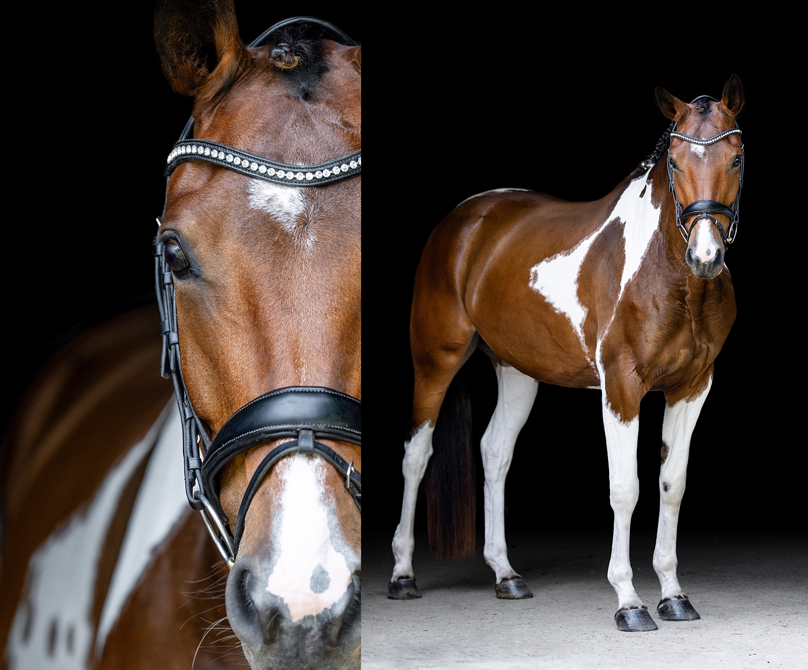 Paint sporthorse fine art portraits. Pinto dressage horse. Equine photographer near Nashville, Tennessee. Equine photographer in Tennessee.