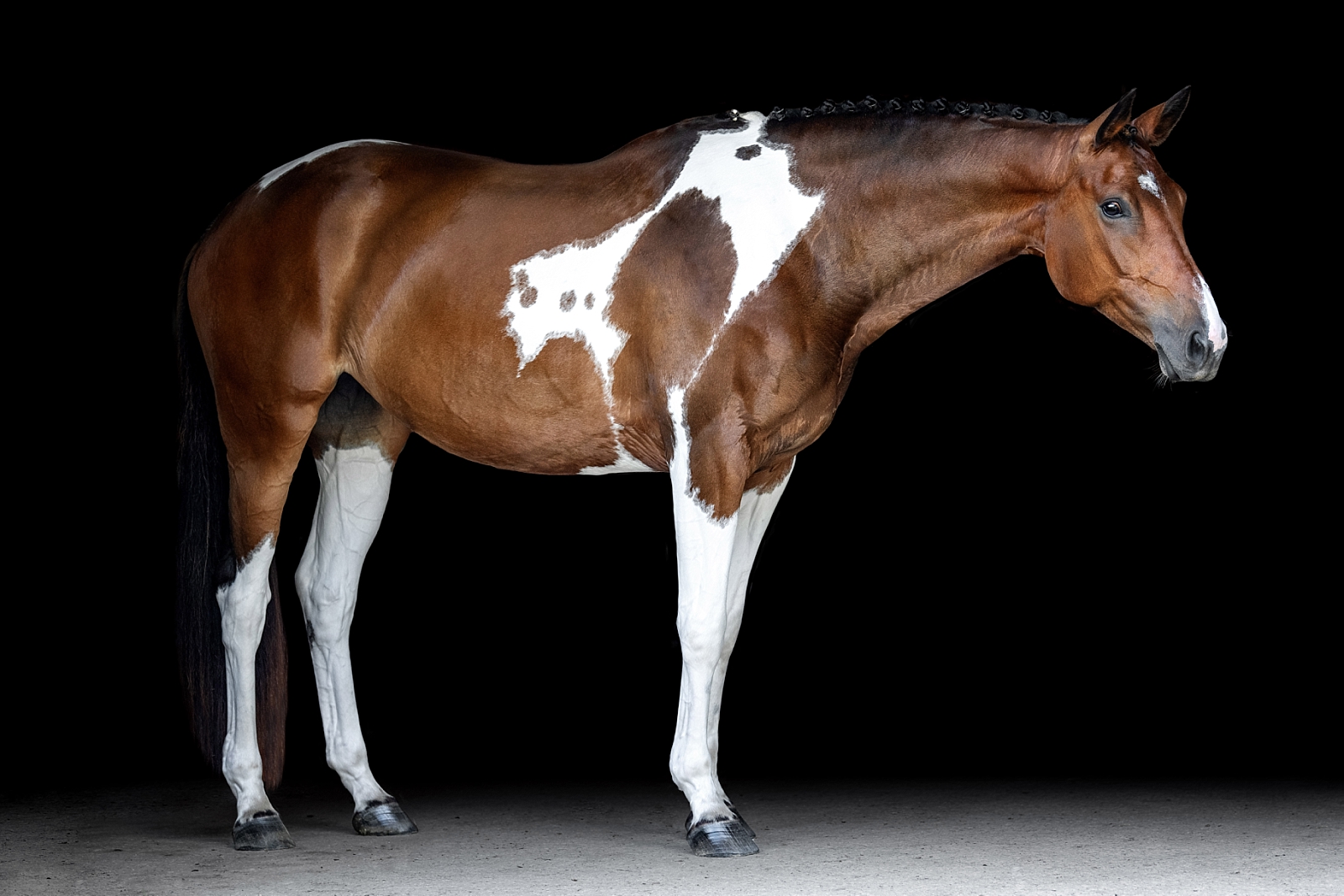 Paint sporthorse fine art portraits. Pinto dressage horse. Equine photographer near Nashville, Tennessee. Equine photographer in Tennessee.