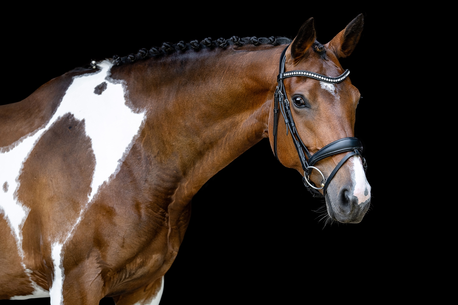 Paint sporthorse fine art portraits. Pinto dressage horse. Equine photographer near Nashville, Tennessee. Equine photographer in Tennessee.