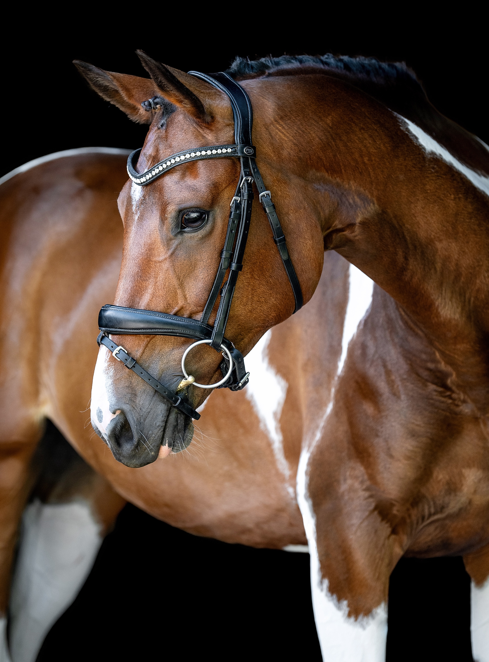 Paint sporthorse fine art portraits. Pinto dressage horse. Equine photographer near Nashville, Tennessee. Equine photographer in Tennessee.