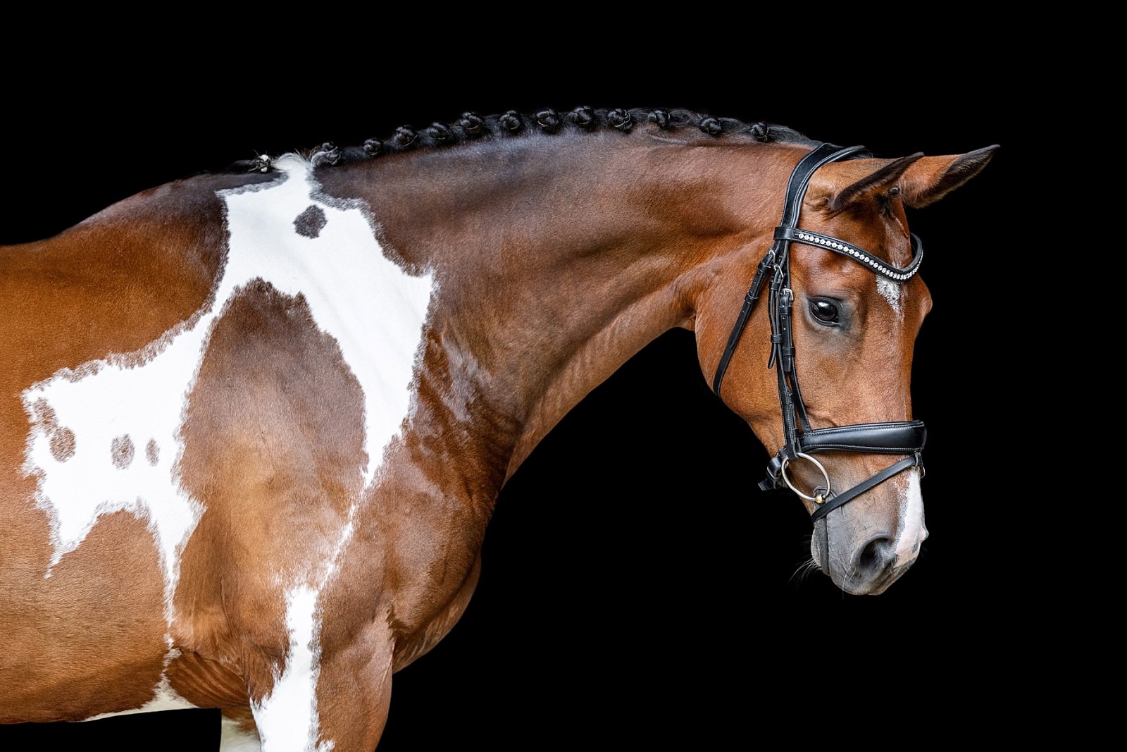 Paint sporthorse fine art portraits. Pinto dressage horse. Equine photographer near Nashville, Tennessee. Equine photographer in Tennessee.