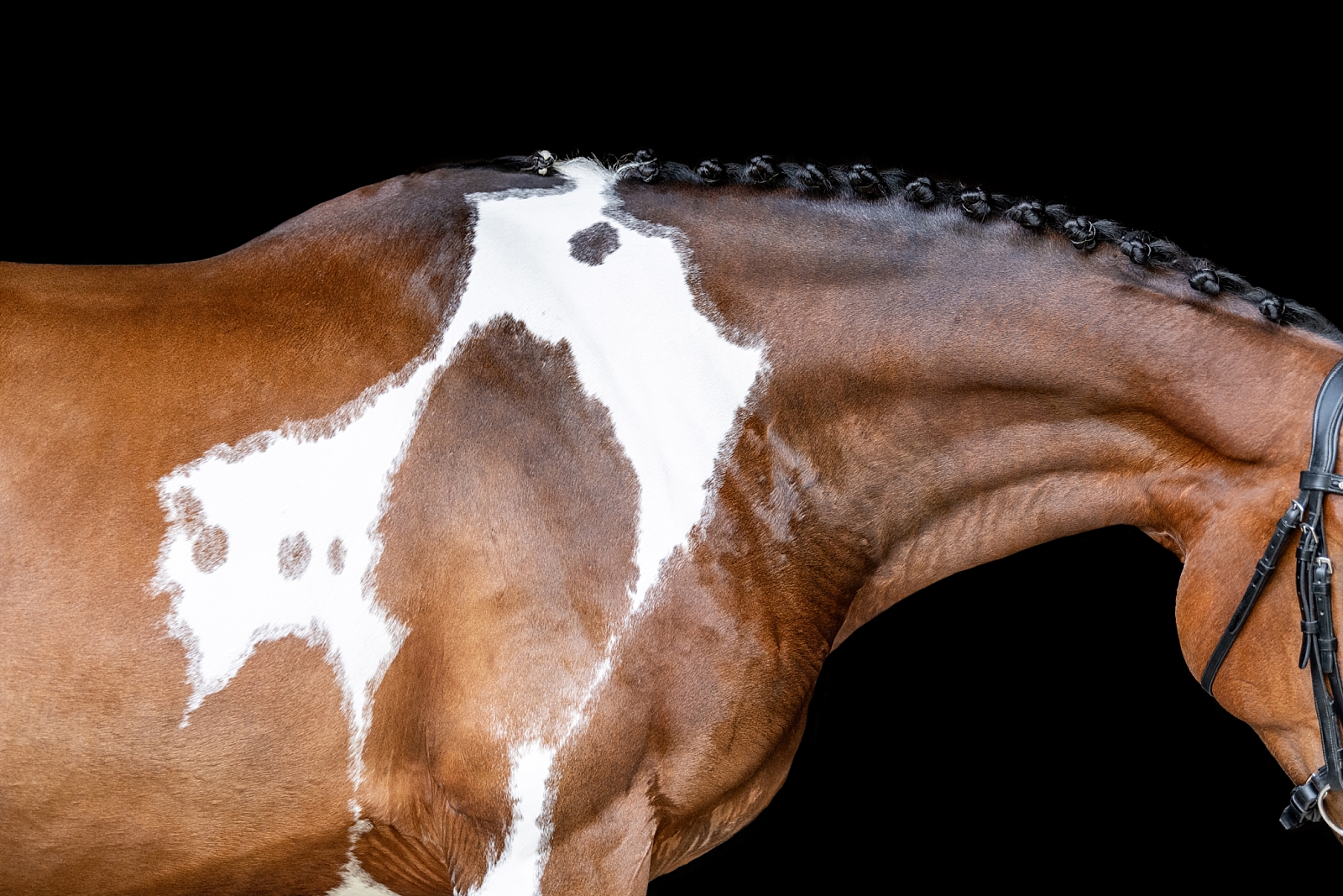 Paint sporthorse fine art portraits. Pinto dressage horse. Equine photographer near Nashville, Tennessee. Equine photographer in Tennessee.