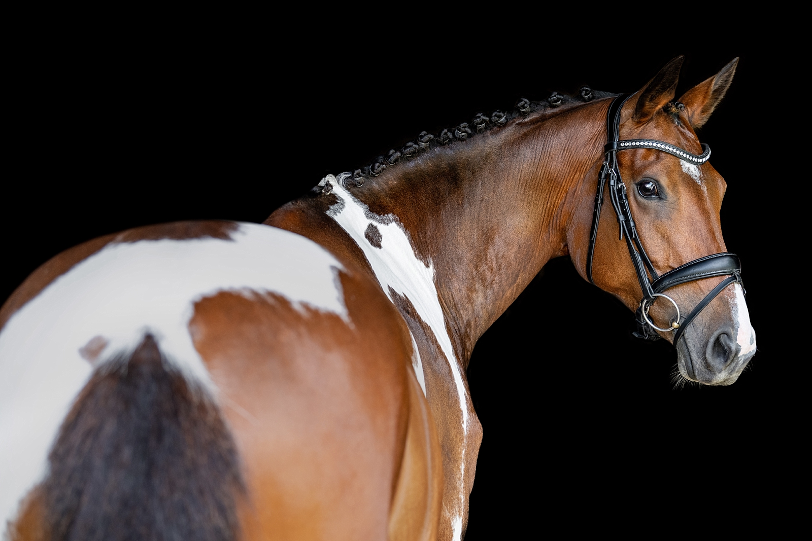 Paint sporthorse fine art portraits. Pinto dressage horse. Equine photographer near Nashville, Tennessee. Equine photographer in Tennessee.