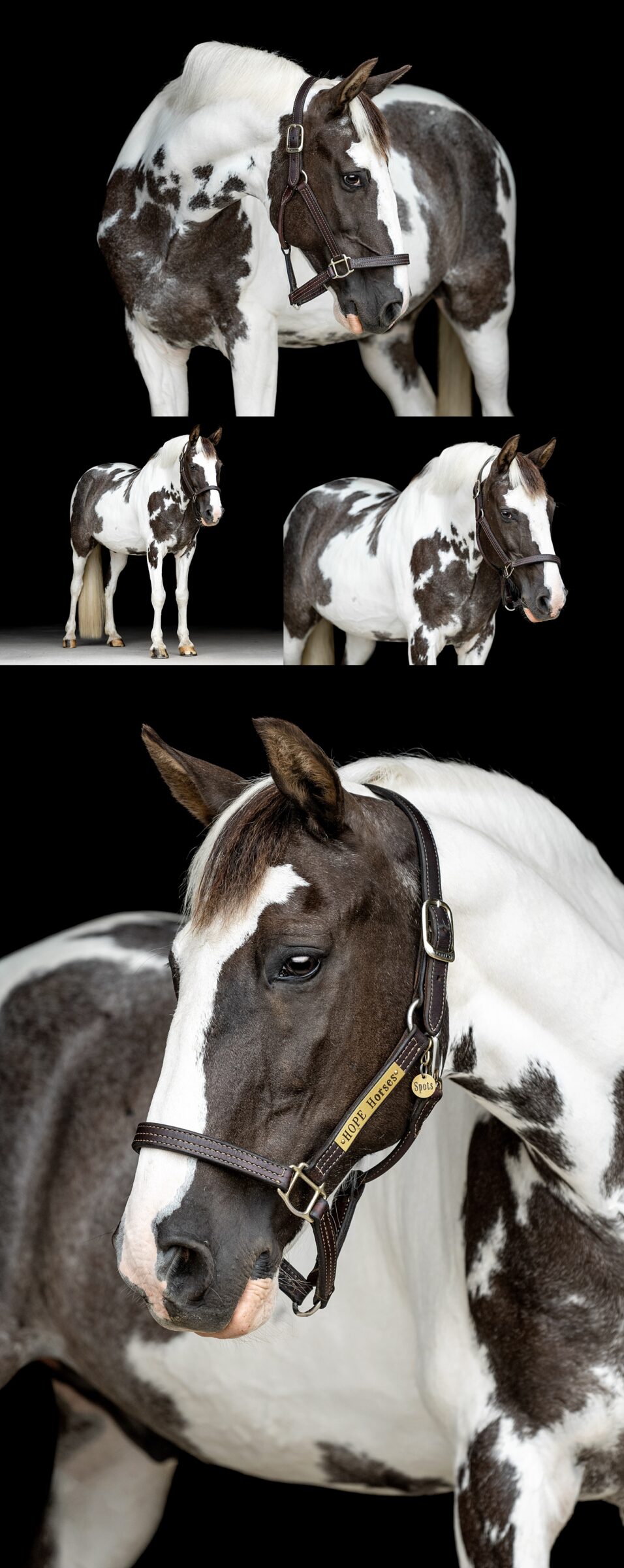 Hope Horses Inc located in Cullman, Alabama is a therapeutic riding center for individuals with special needs. Therapy Horse. Equestrian non-profit branding photography. Fine art portrait of therapy horse for a non-profit website.