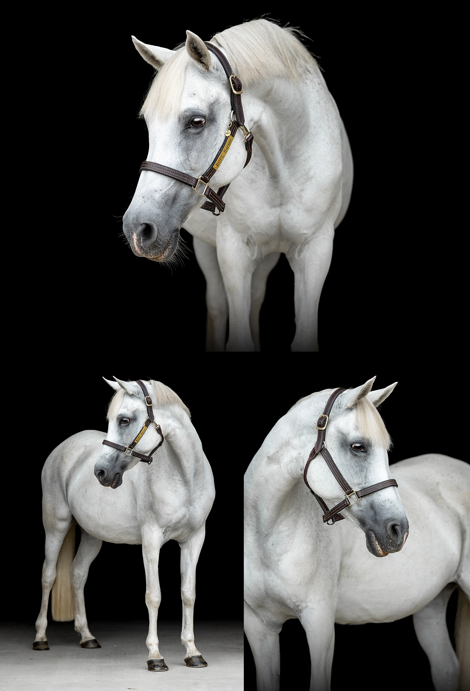 Hope Horses Inc located in Cullman, Alabama is a therapeutic riding center for individuals with special needs. Therapy Horse. Equestrian non-profit branding photography. Fine art portrait of therapy horse for a non-profit website.