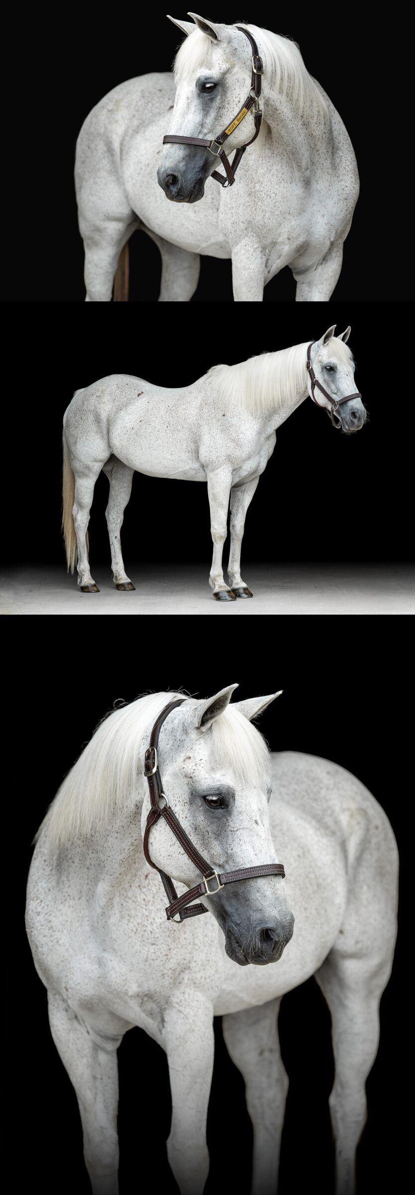 Hope Horses Inc located in Cullman, Alabama is a therapeutic riding center for individuals with special needs. Therapy Horse. Equestrian non-profit branding photography. Fine art portrait of therapy horse for a non-profit website.