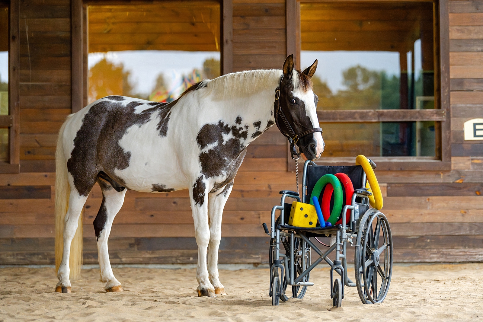 Hope Horses Inc located in Cullman, Alabama is a therapeutic riding center for individuals with special needs. Photo of horse with wheel chair. Therapy Horse. Equestrian non-profit branding photography.