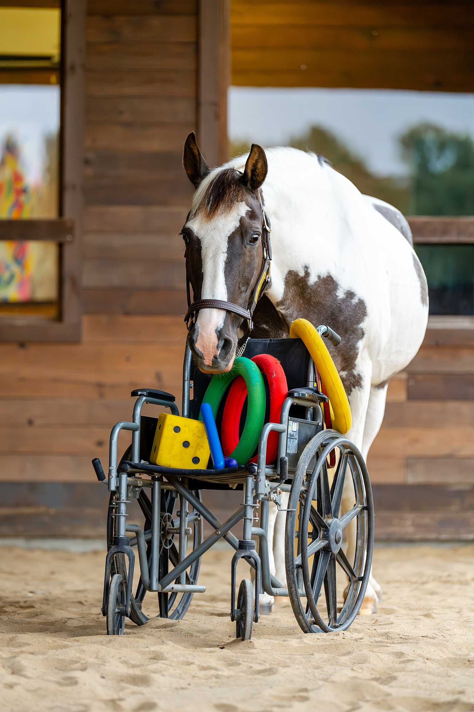 Hope Horses Inc located in Cullman, Alabama is a therapeutic riding center for individuals with special needs. Photo of horse with wheel chair. Therapy Horse. Equestrian non-profit branding photography.