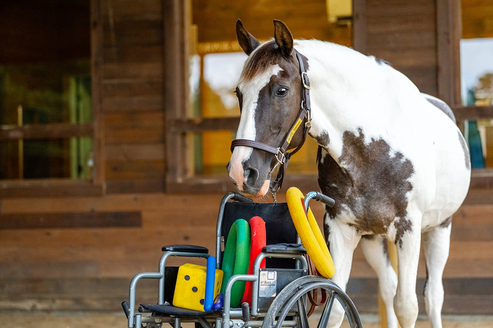 Hope Horses Inc located in Cullman, Alabama is a therapeutic riding center for individuals with special needs. Photo of horse with wheel chair. Therapy Horse. Equestrian non-profit branding photography.