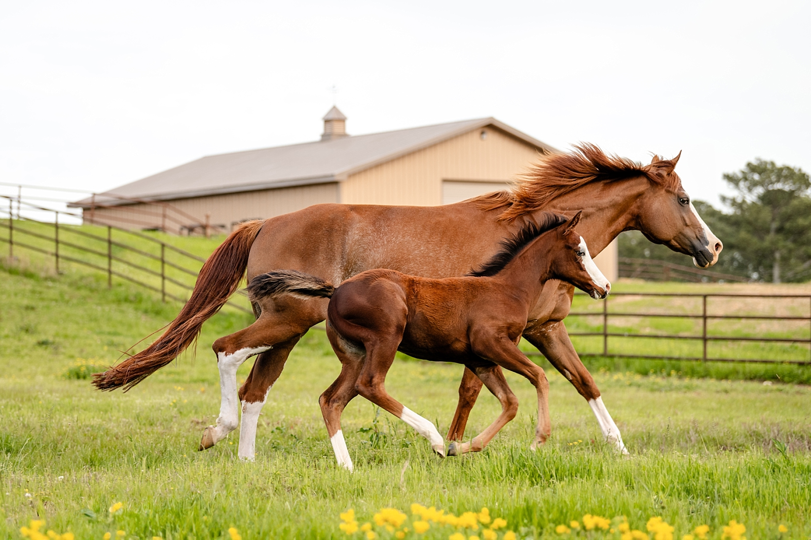 Hiring a Photographer for Your Foal - Why it is important to have high-quality photos whether you are a proud owner or breeder.