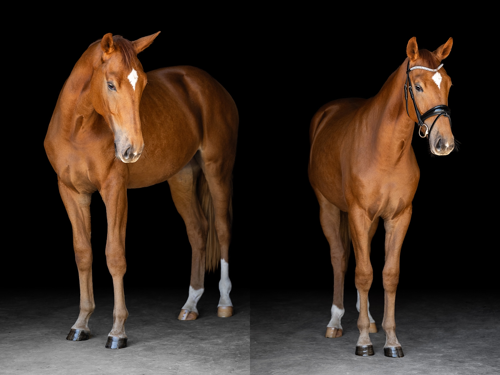 Alabama horse photographer. Black backgrounds. Equine Fine Art.
