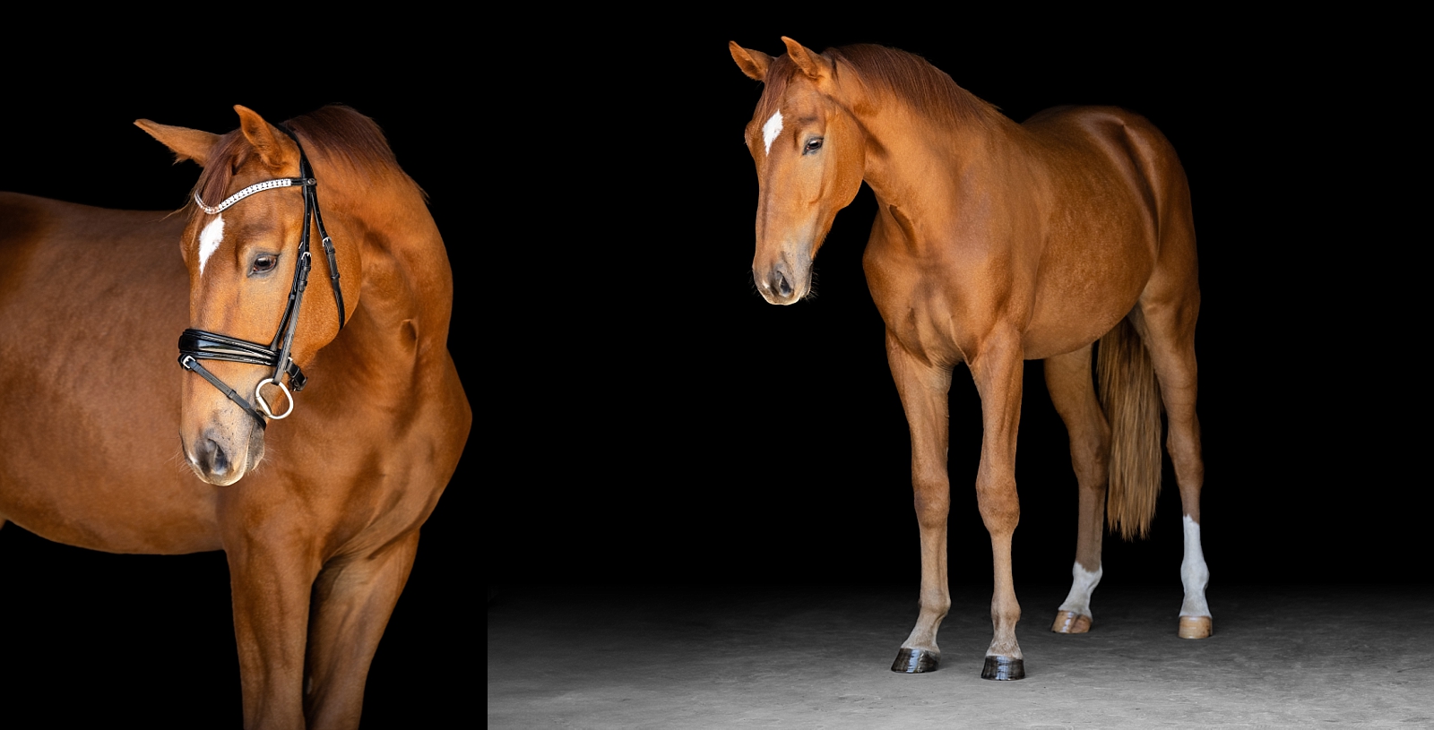 Alabama horse photographer. Black backgrounds. Equine Fine Art.