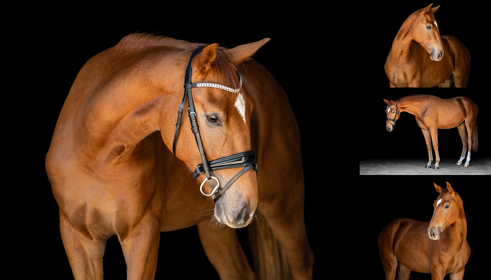 Alabama horse photographer. Black backgrounds. Equine Fine Art.