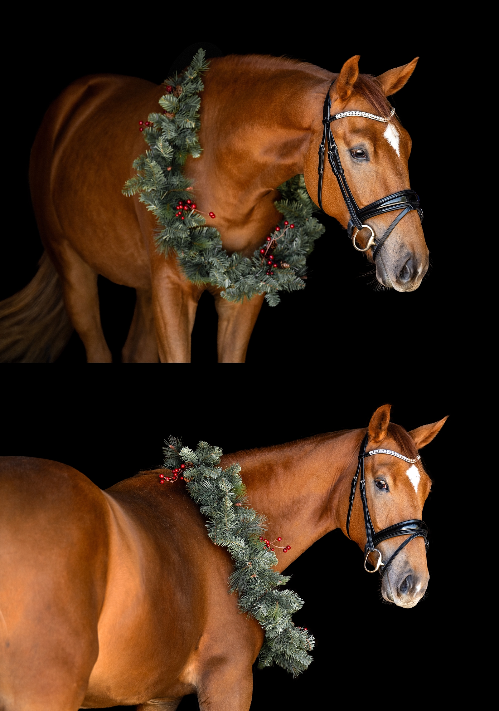Alabama horse photographer. Black backgrounds. Equine Fine Art. Horse photo wearing Christmas wreath.