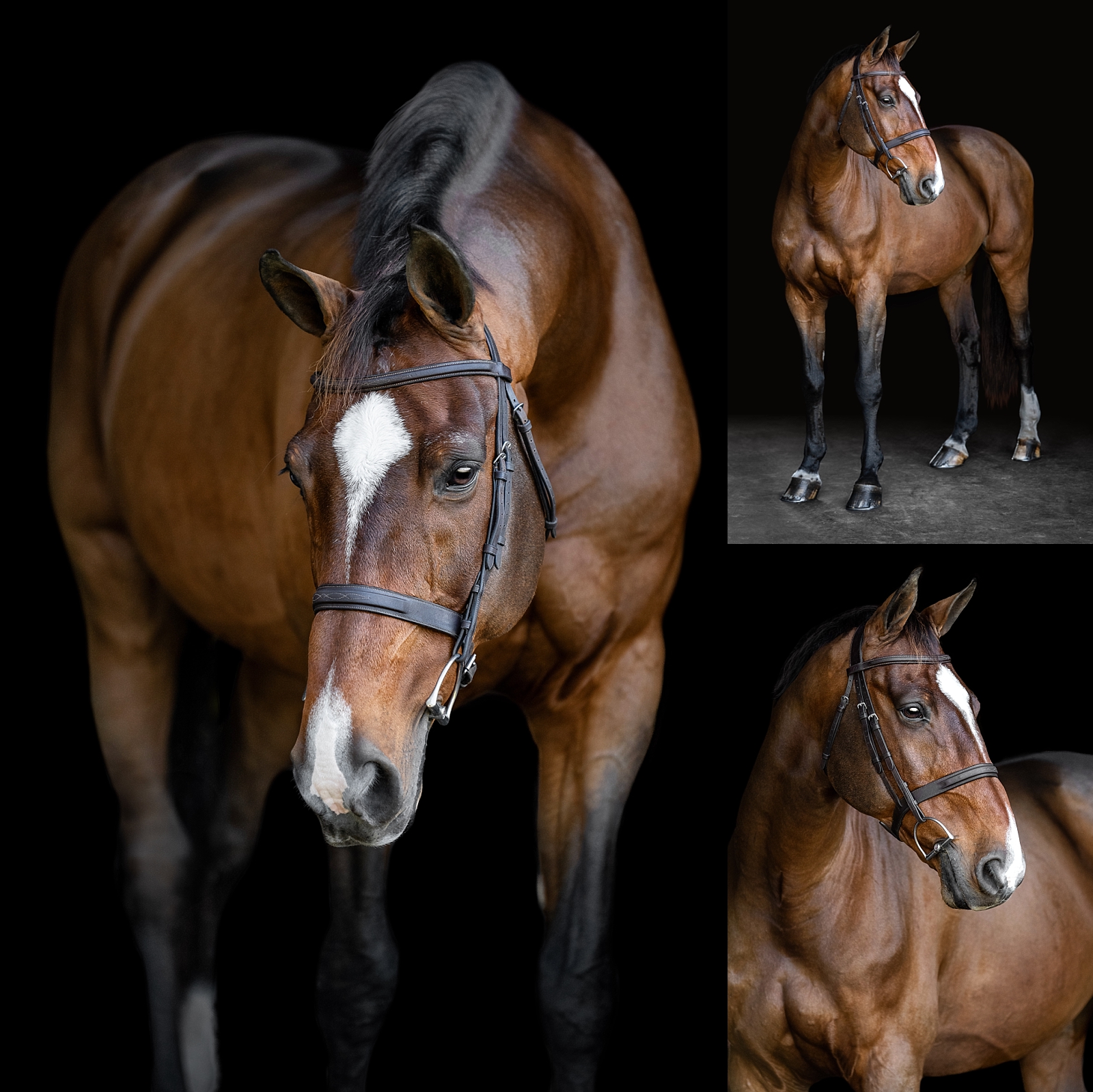 Black background photos of bay jumper gelding photographed in a luxury format by horse photographer near Fairhope, Alabama.