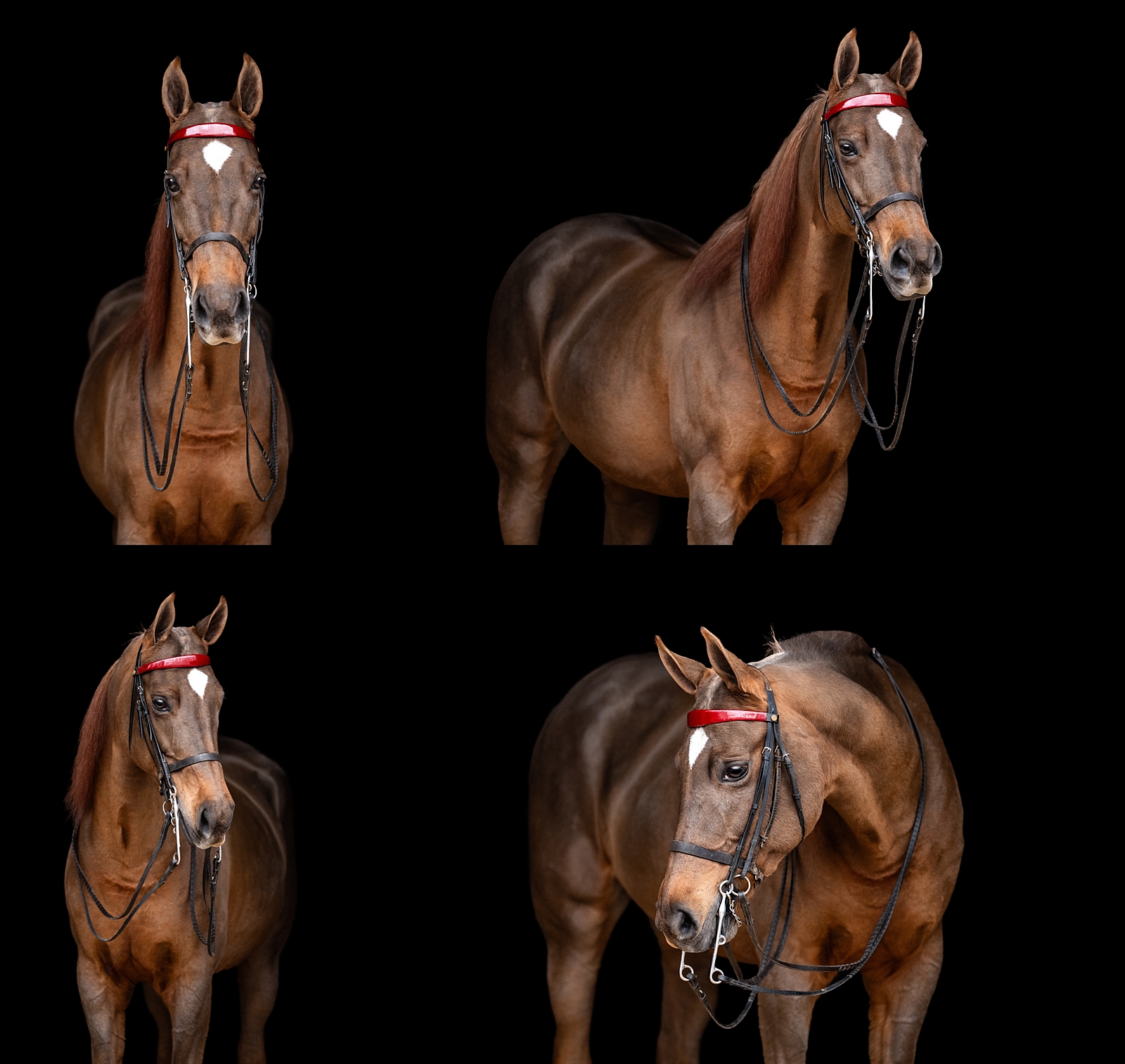 Portrait of Clarice, a Saddlebred mare, taken during an equestrian photo session in Birmingham, AL.