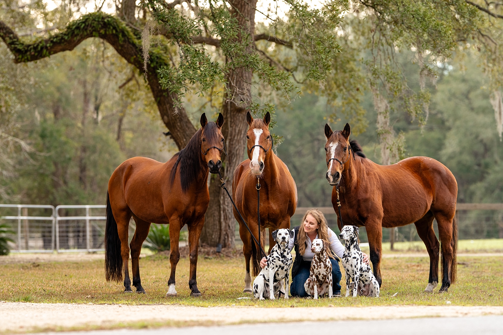Group portrait of three horses and three Dalmatian dogs with their owner, Beth, during a horse and dog photography session in Ocala, Florida.
