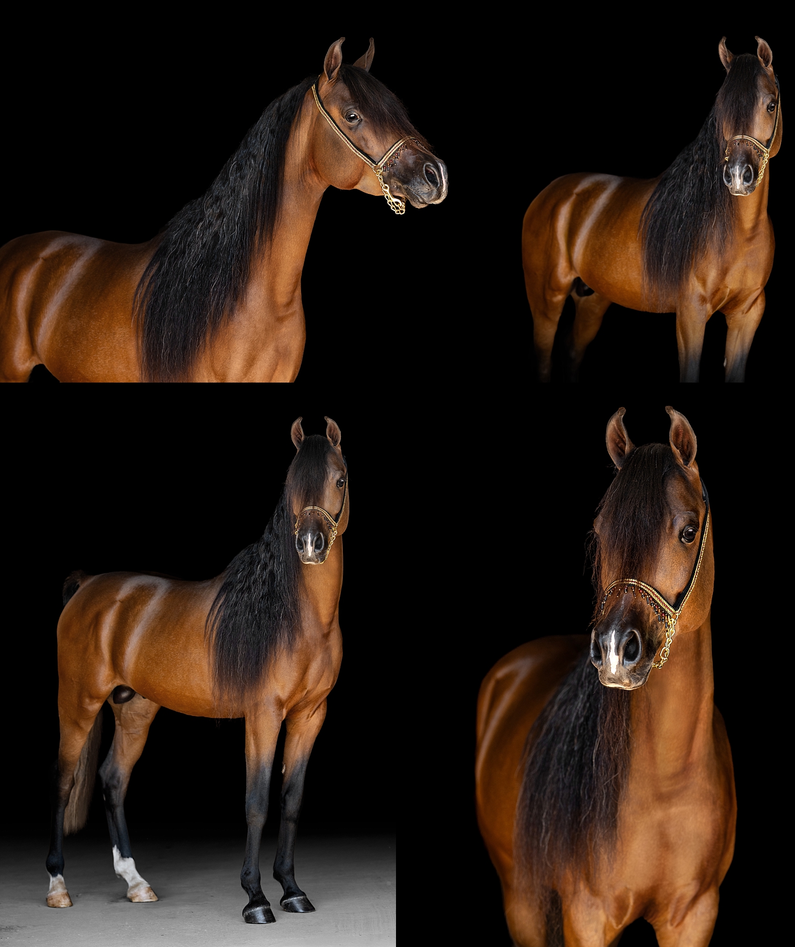 Striking profile of Magic, an Arabian stallion owned by Solara Arabians, photographed in Alabama.