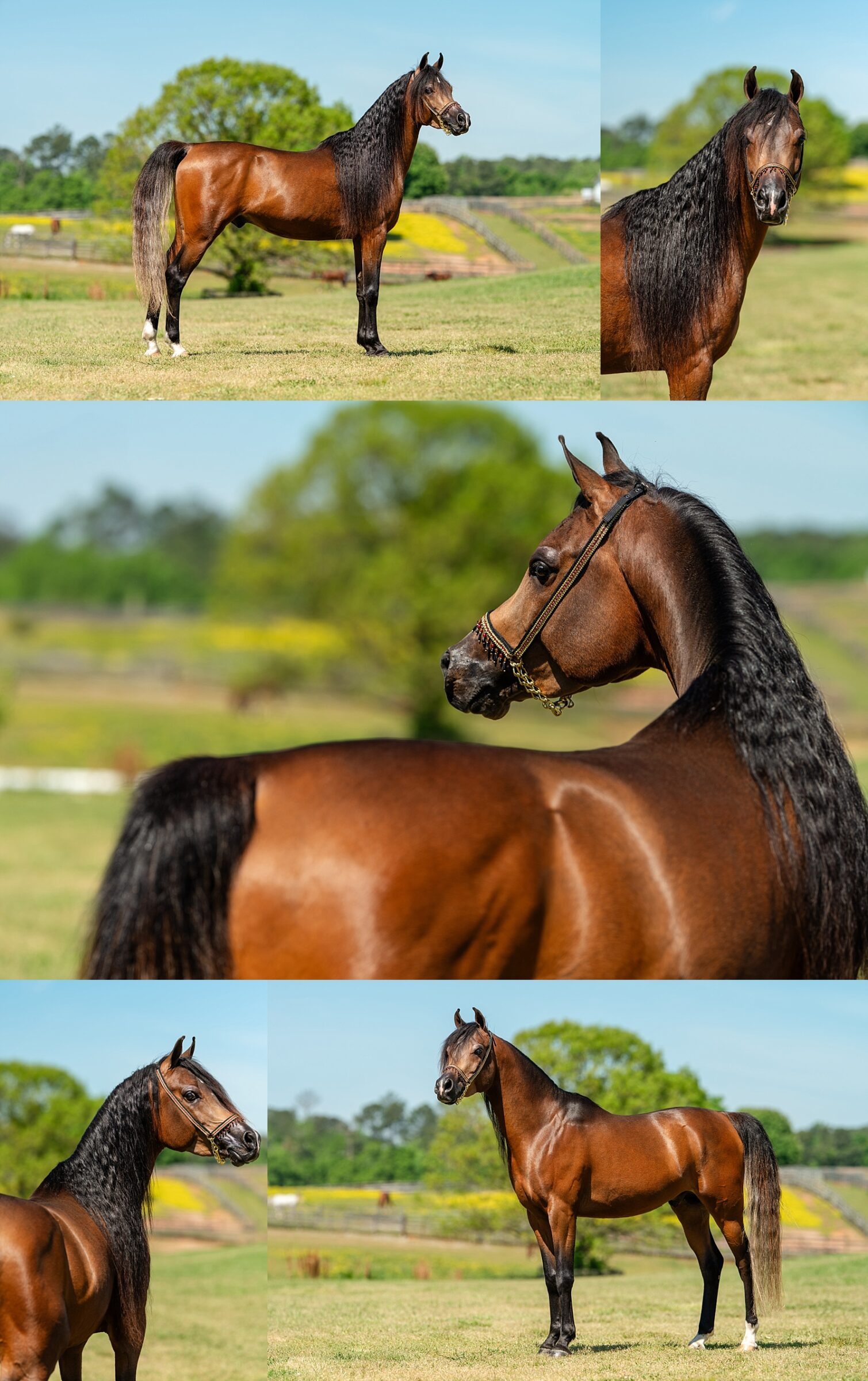 Close-up of Magic the Arabian stallion showing off his expressive face and refined features.