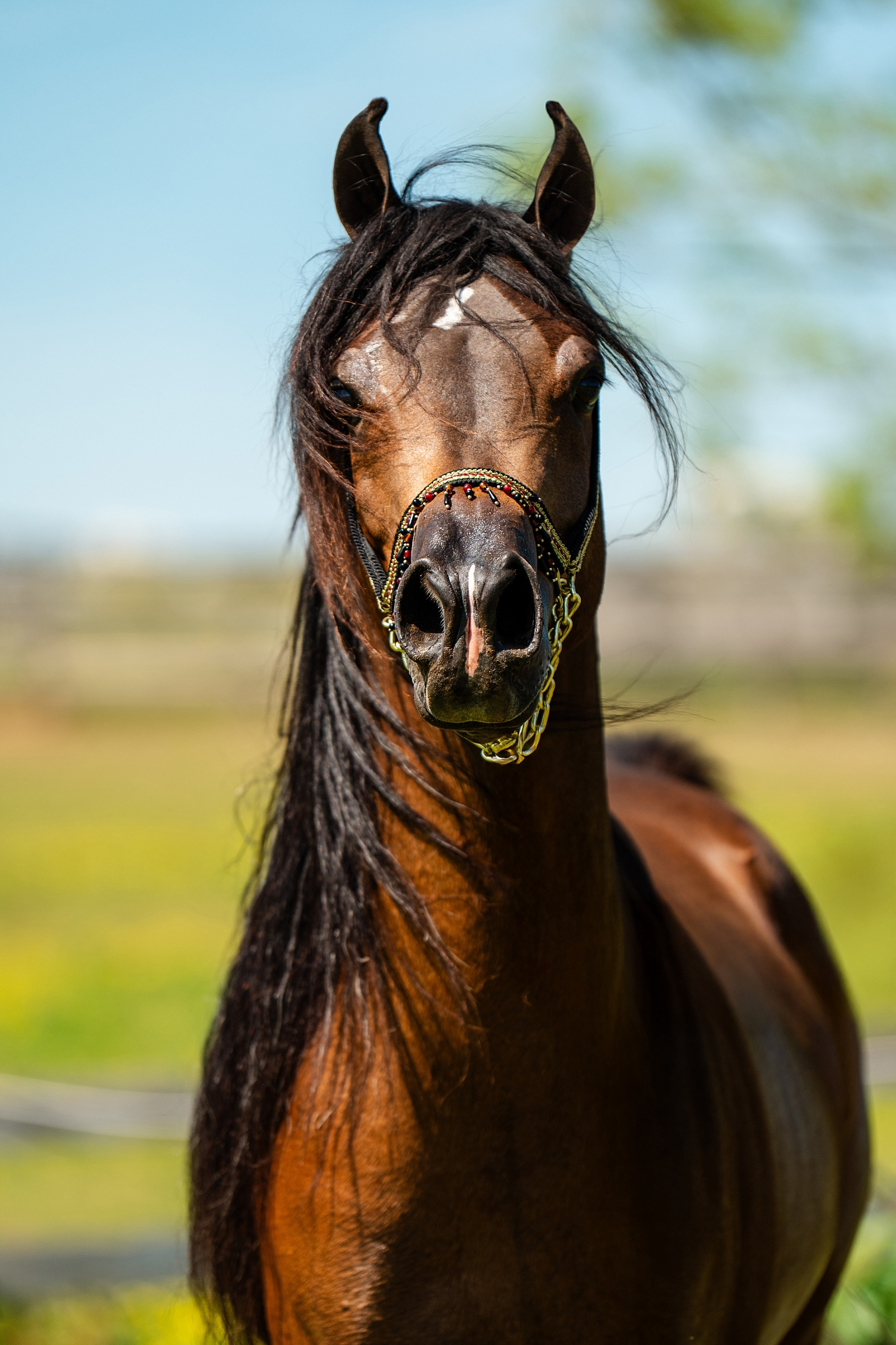 Elegant Arabian Stallion Portrait | Solara Arabians