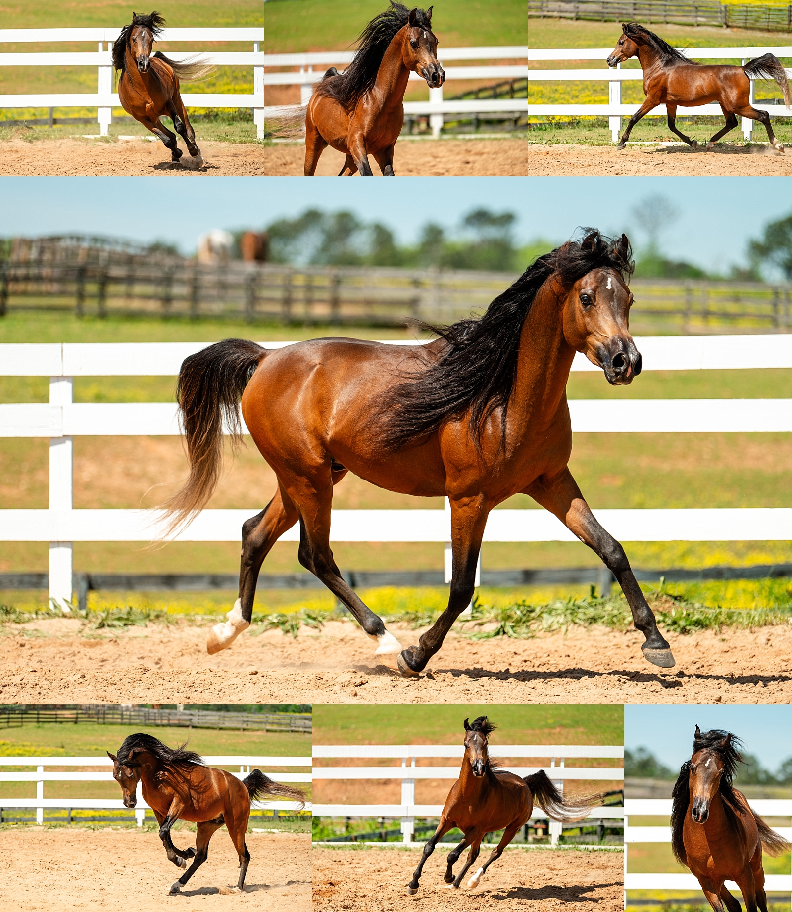 Striking profile of Magic, an Arabian stallion owned by Solara Arabians, photographed in Alabama.