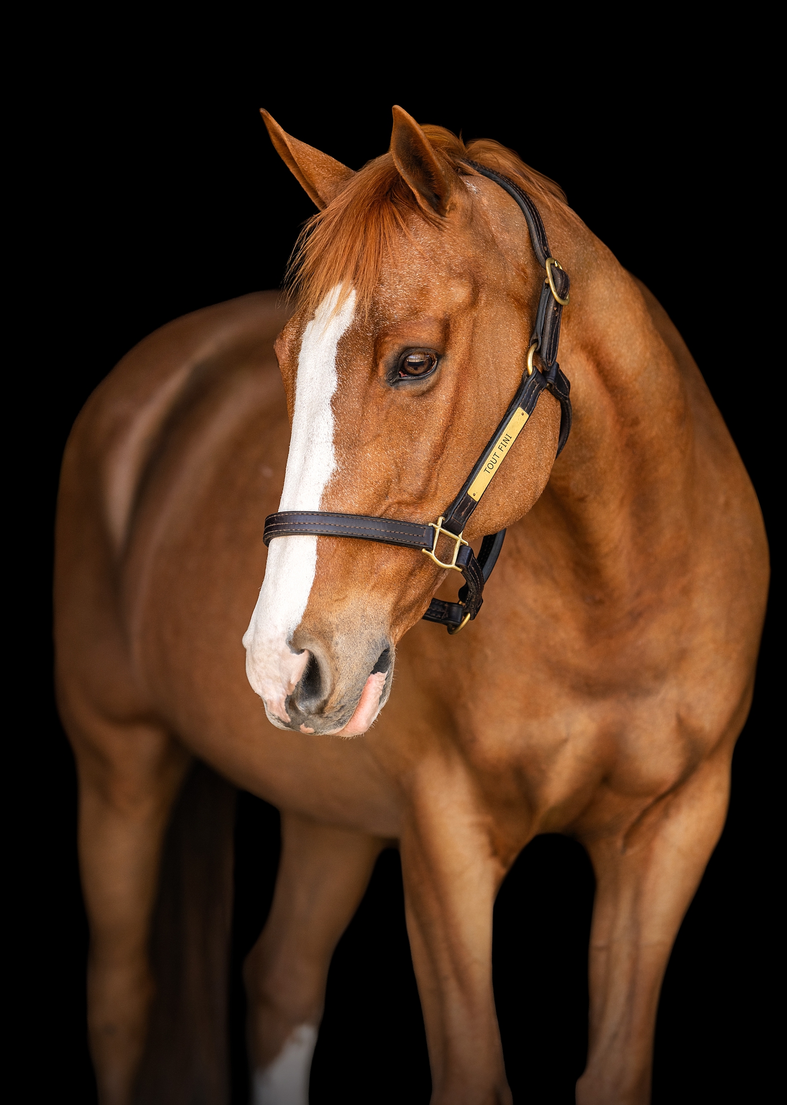 Fine Art Therapy Horse | Thomasville Equestrian Portrait