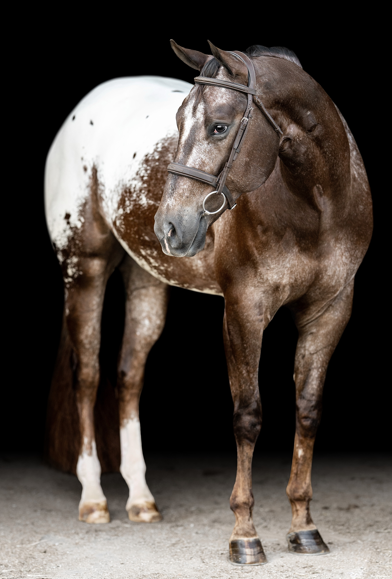 Black background portrait of Ted, an Appaloosa gelding shown in Hunter Under Saddle classes.