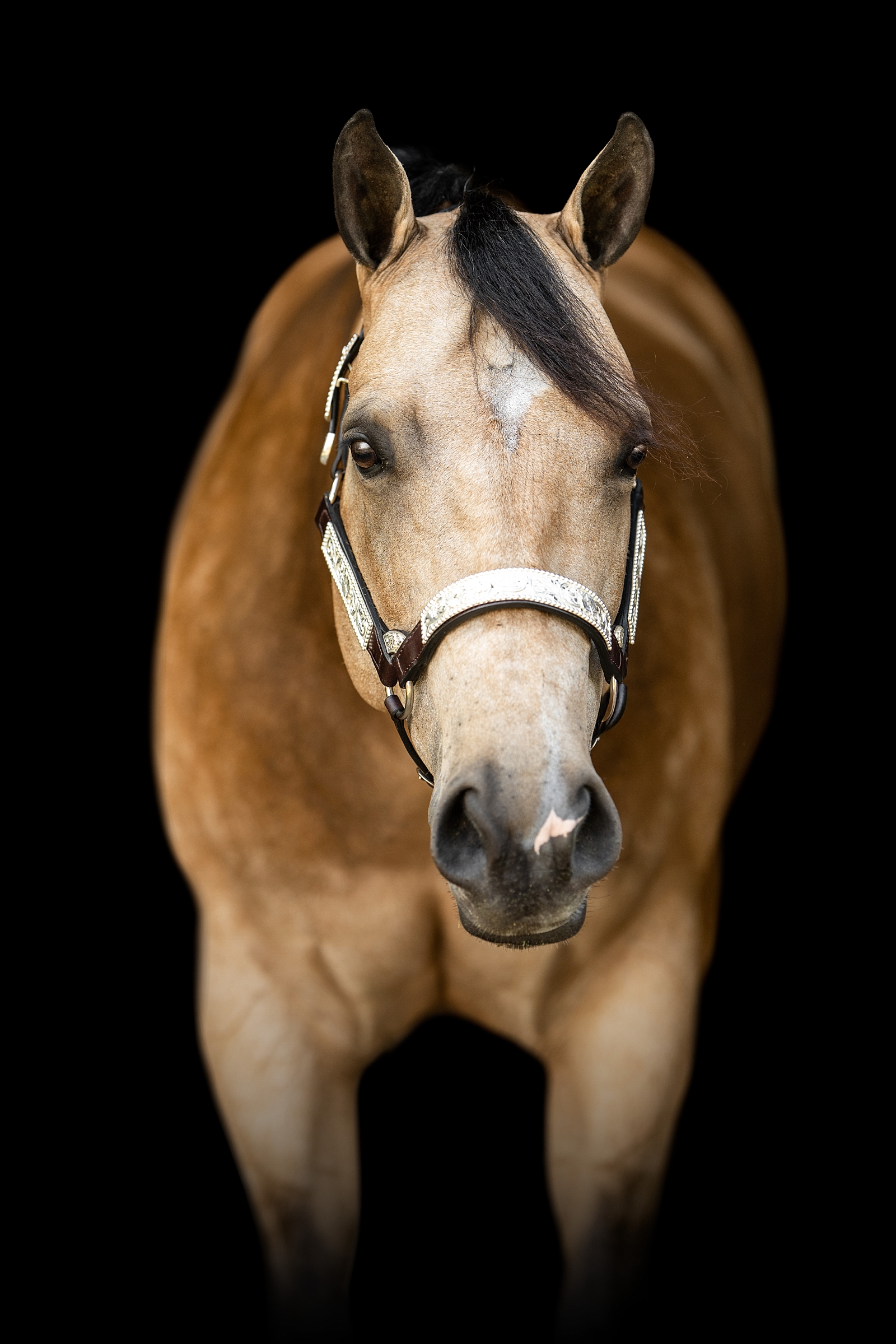 Black background portrait of Charlotte, an Appaloosa mare shown in Western Pleasure classes.