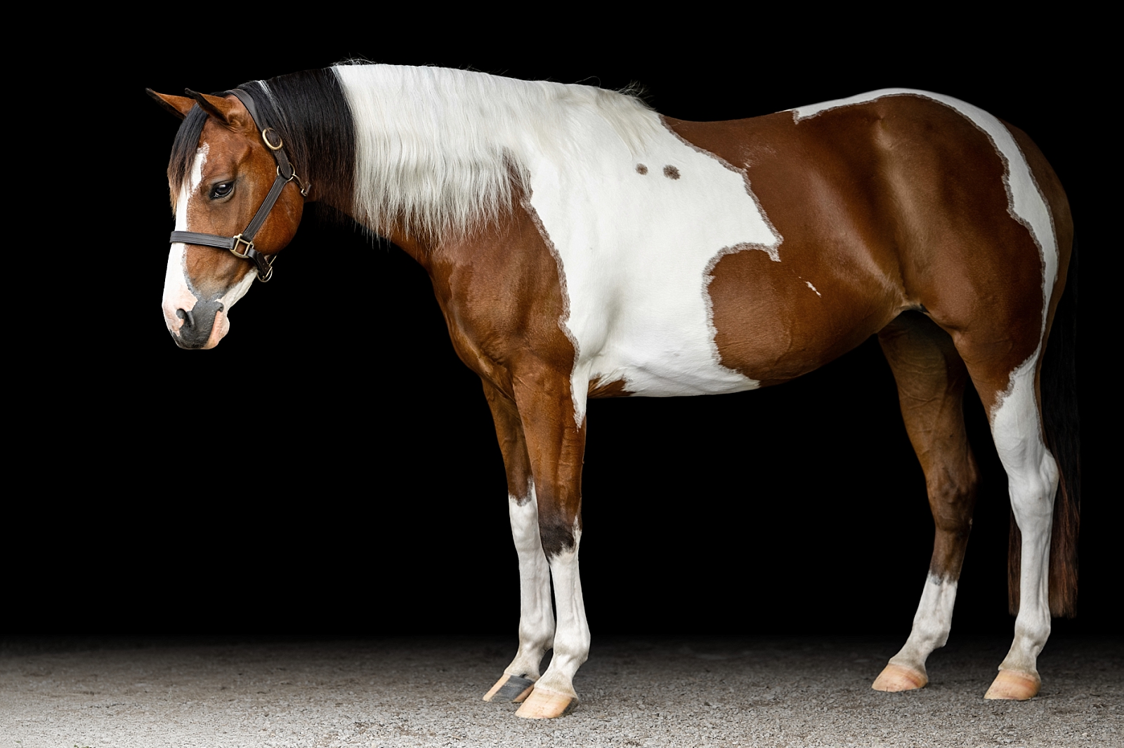 Gorgeous bay paint horse mare who specializes in ranch riding.