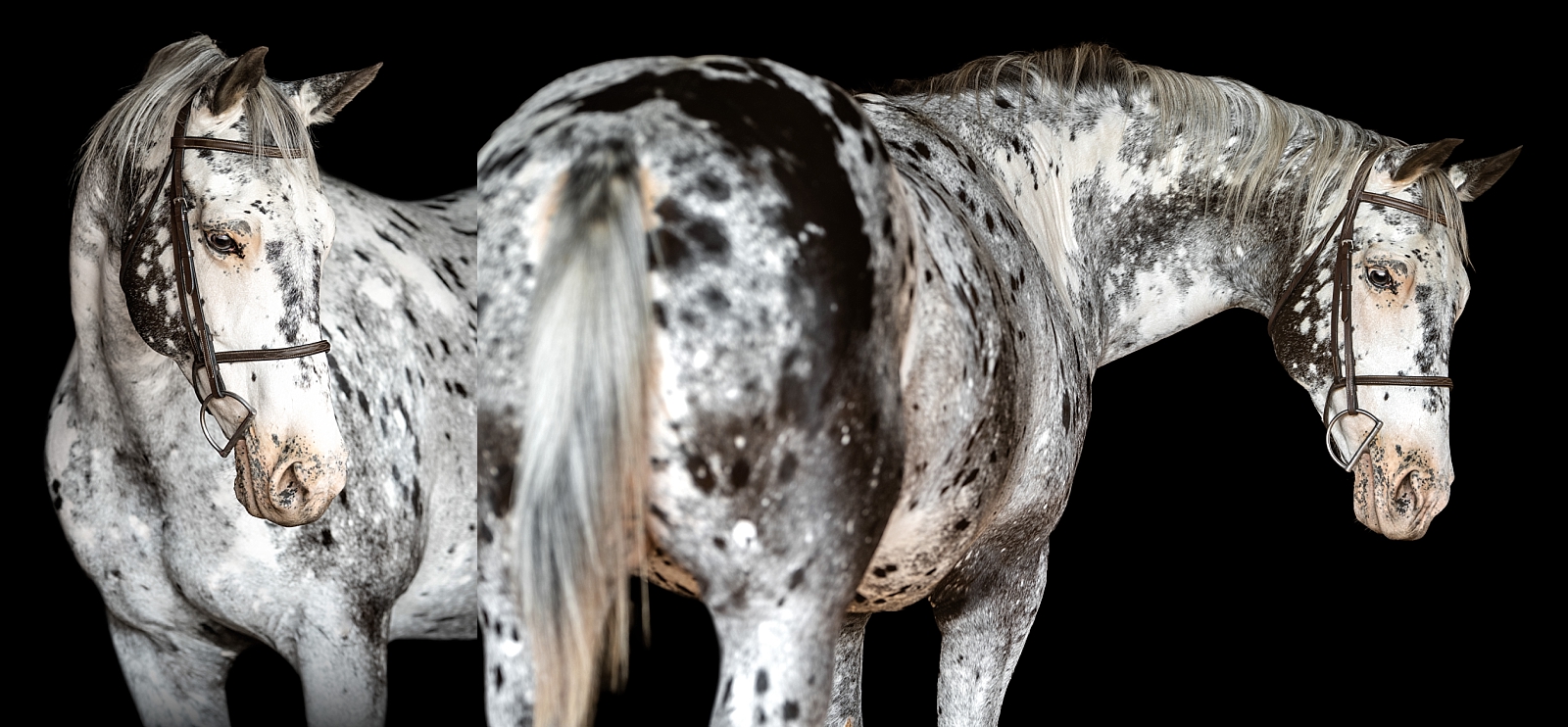 Close-up of an Appaloosa mare’s unique spotted coat, captured during a Columbia, TN photo session.