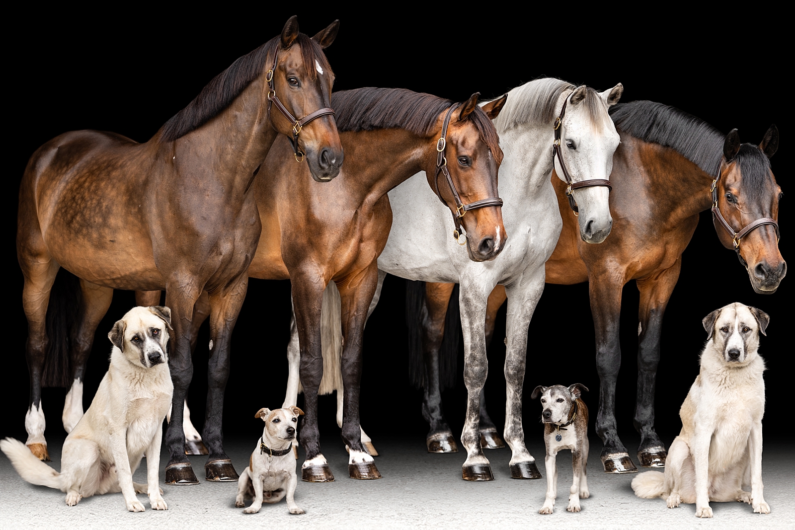 Composite portrait of four show jumping horses and four dogs photographed individually and edited together at a private farm in Ocala, FL.