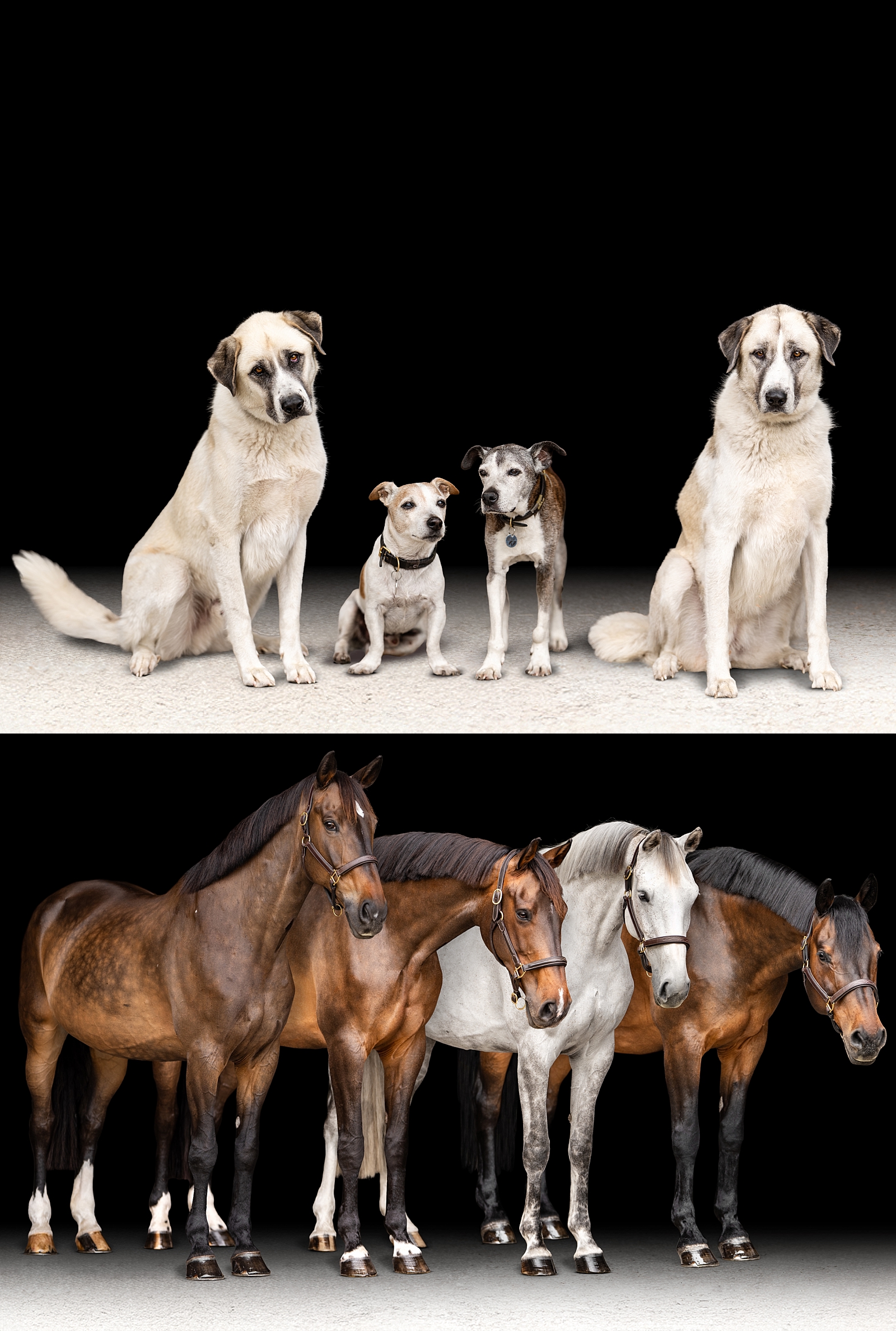 Composite portrait of four show jumping horses and four dogs photographed individually and edited together at a private farm in Ocala, FL.