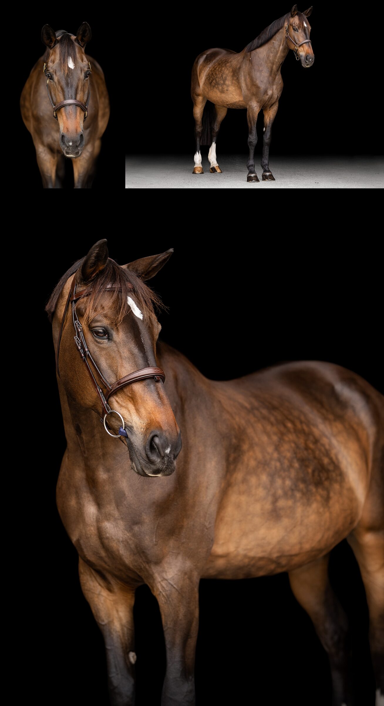 Portrait of a beautifully dappled bay show jumping horse during an equine photography session in Ocala, Florida.