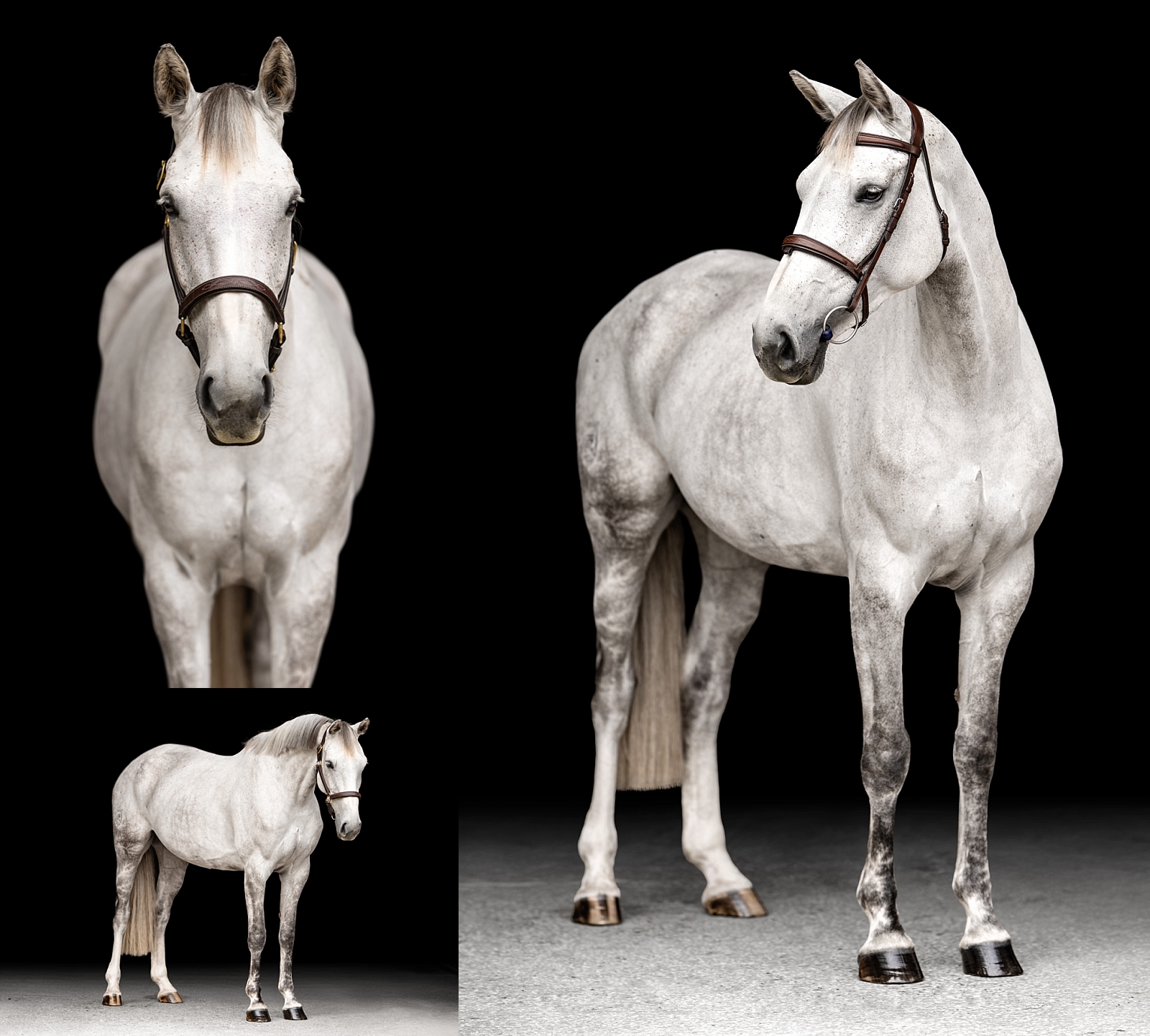 Fine art-style portrait of a show jumper horse from a private barn session in Ocala.