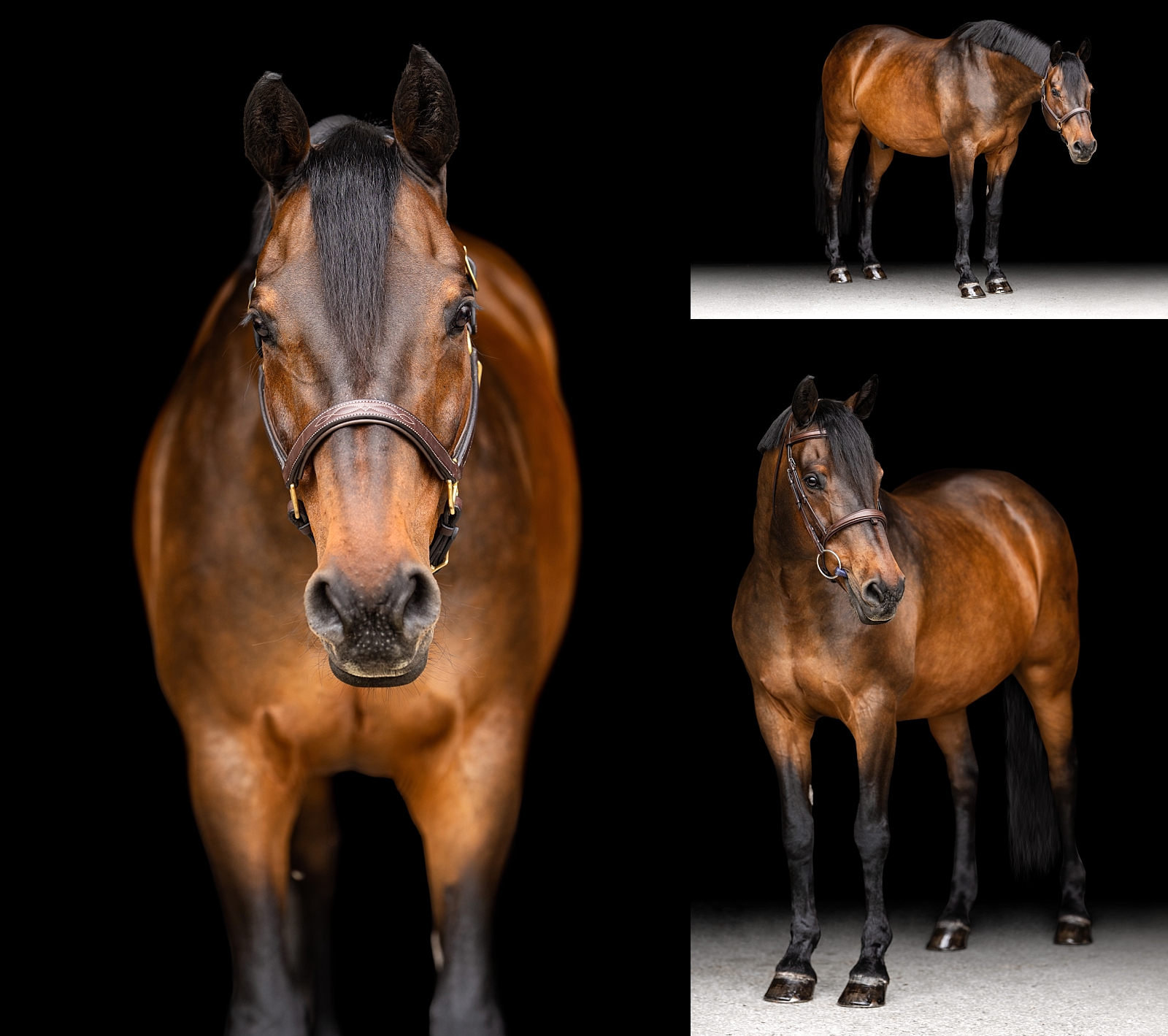 Fine art-style portrait of a show jumper horse from a private barn session in Ocala.