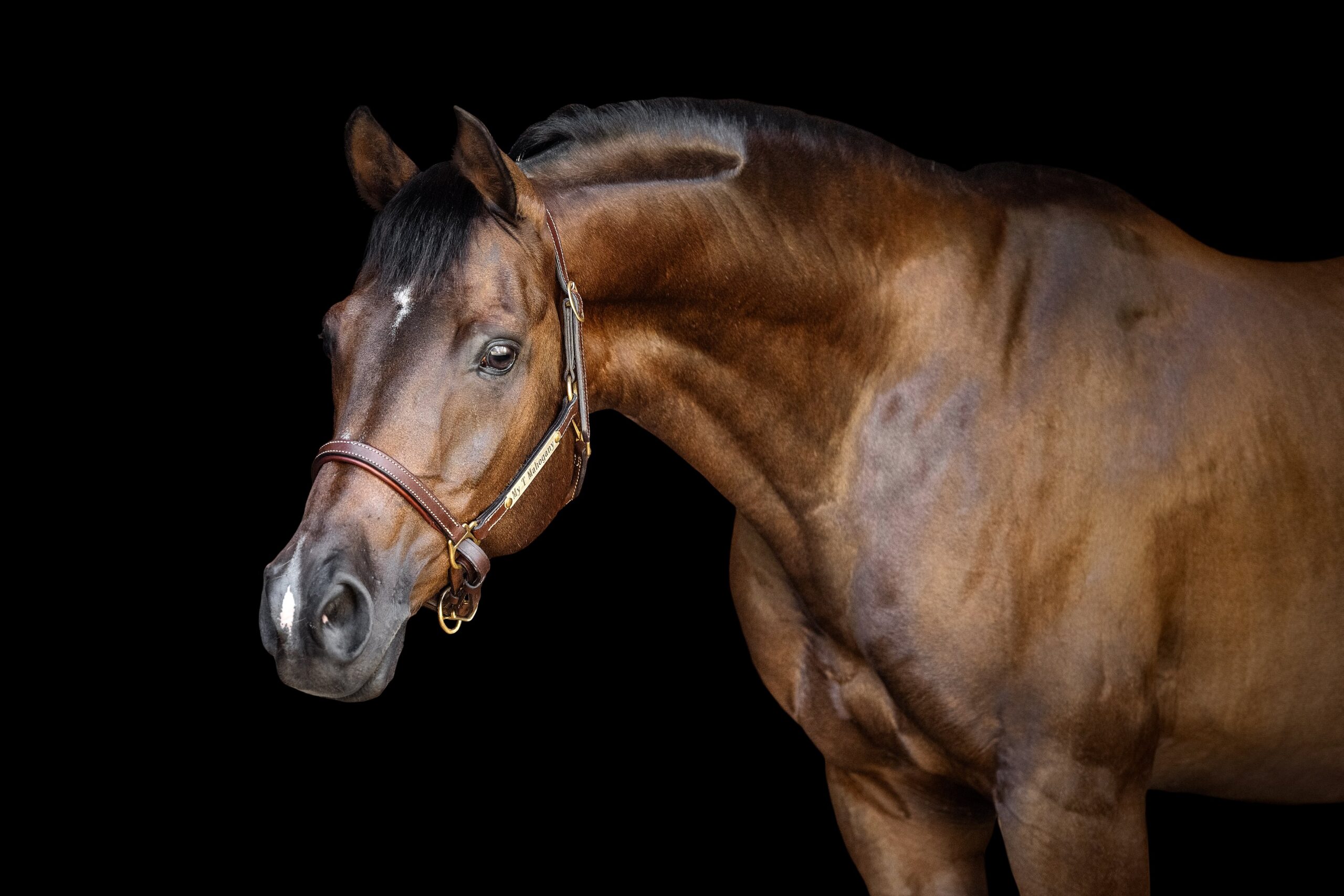 Black background portrait of T, a bay Arabian gelding photographed near Birmingham, Alabama.