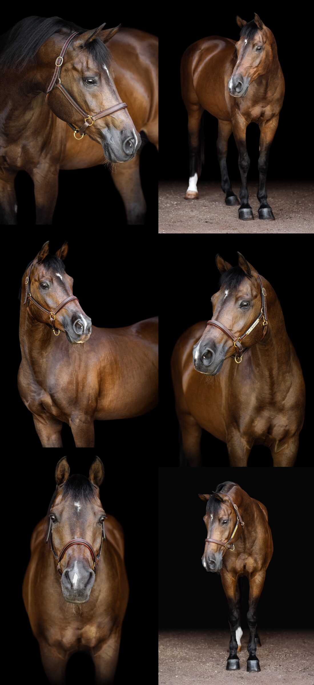 Black background portrait of T, a bay Arabian gelding photographed near Birmingham, Alabama.