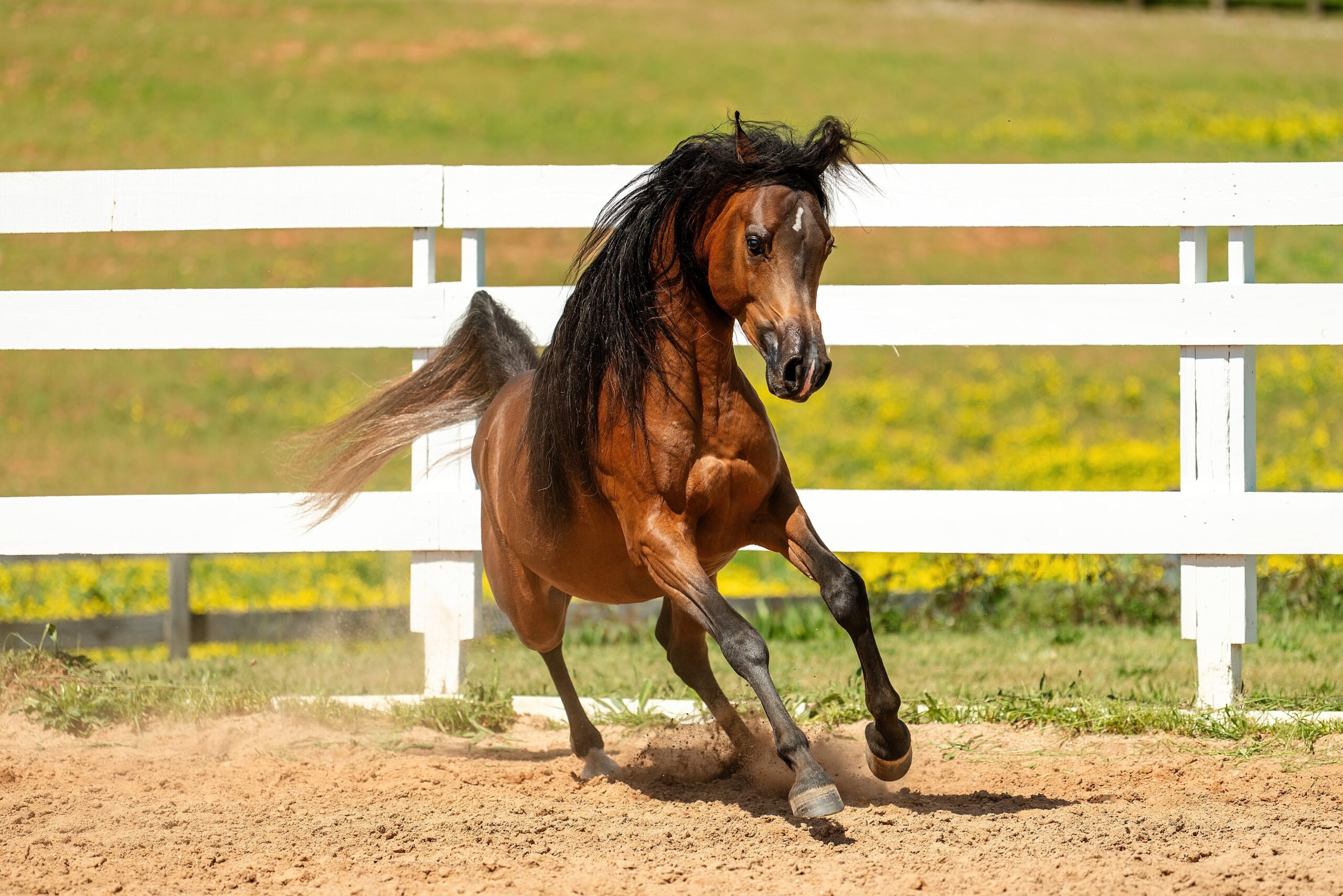 Magic, a young Arabian stallion owned by Solara Arabians, standing for a professional portrait at Talaria Farm in Newnan, Georgia.